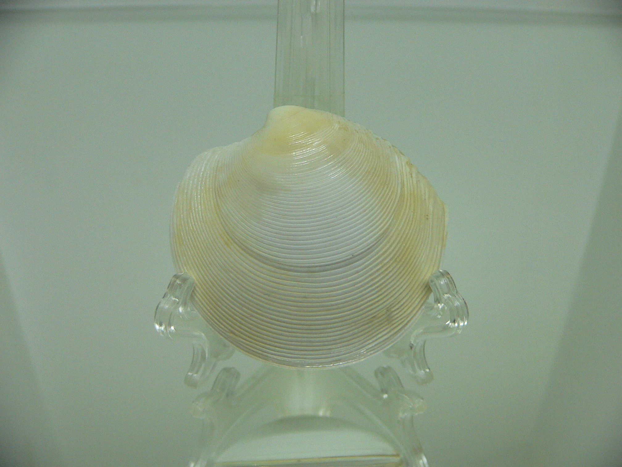 Dosinia japonica