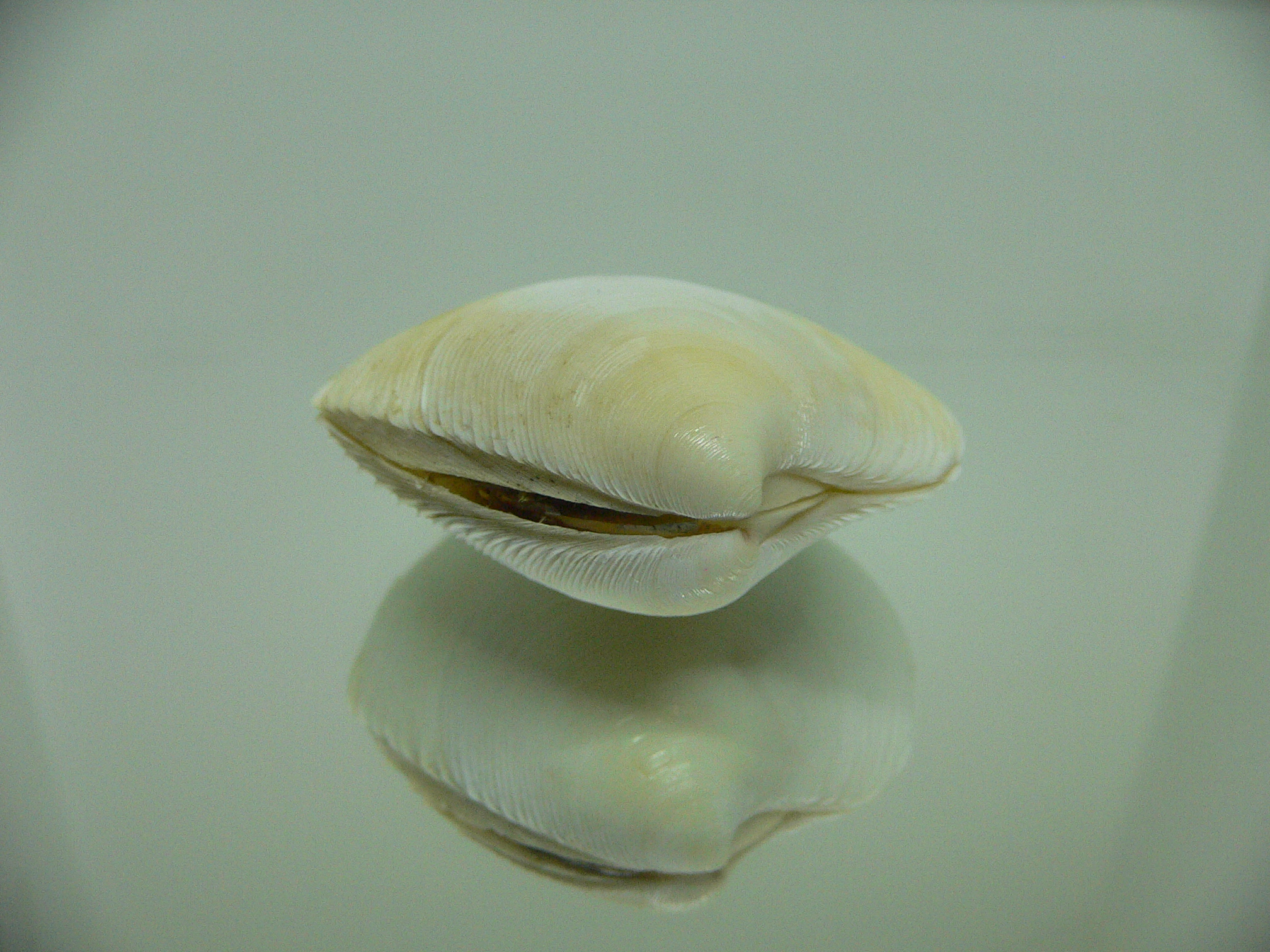 Dosinia japonica
