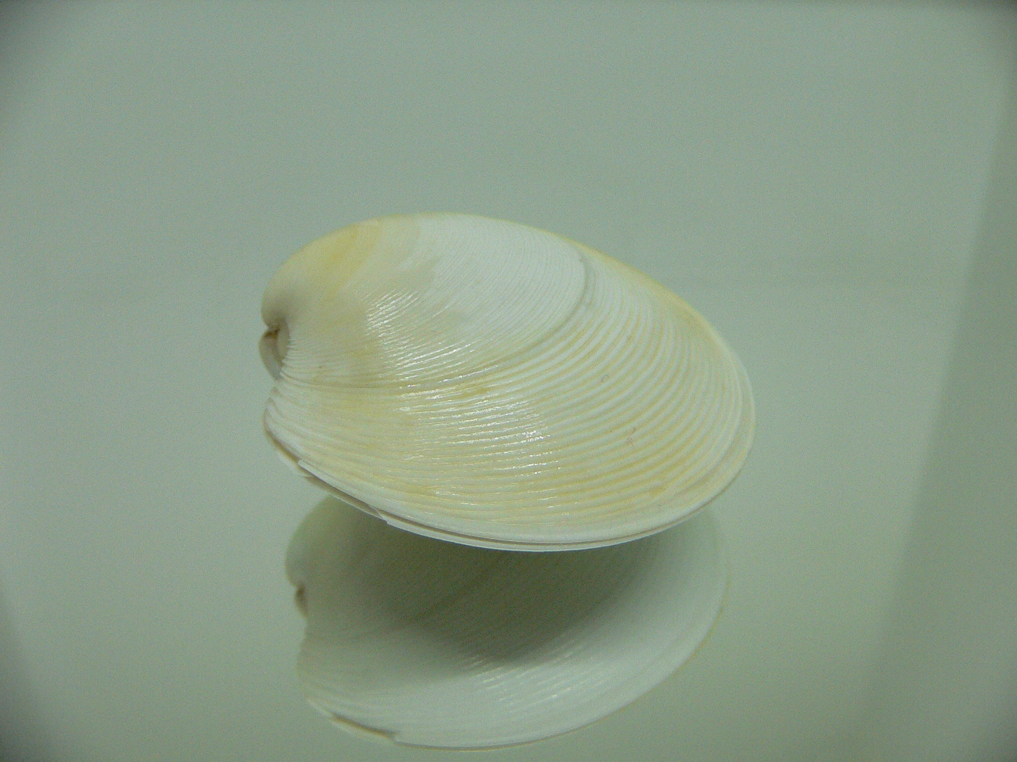 Dosinia japonica