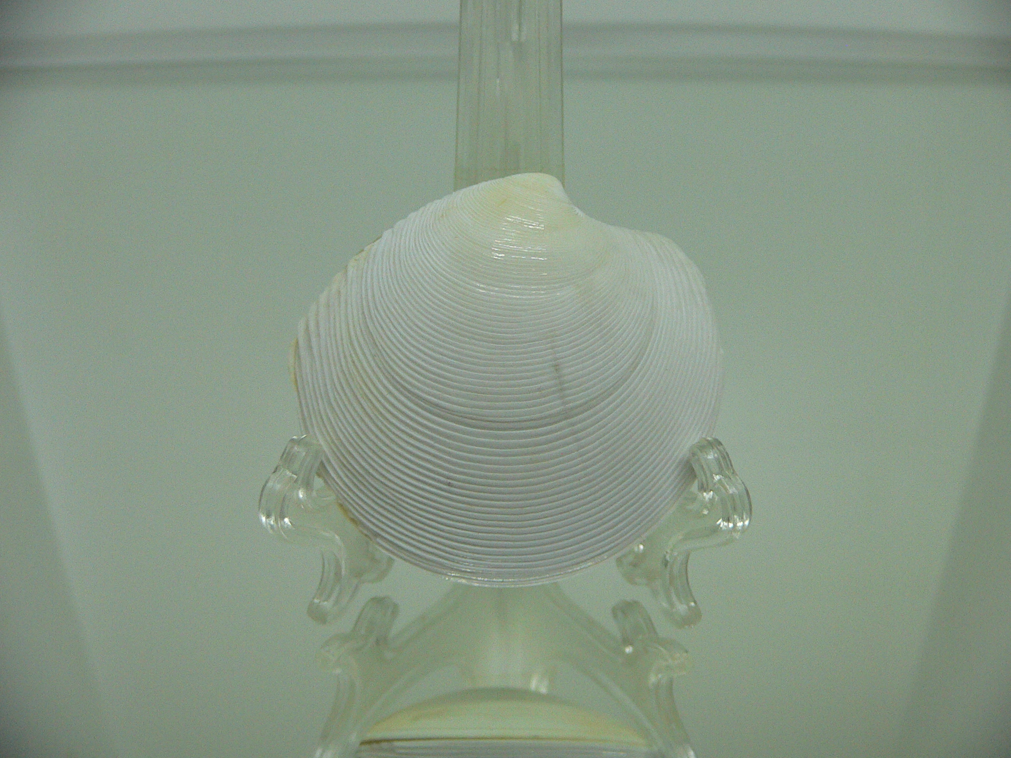 Dosinia japonica