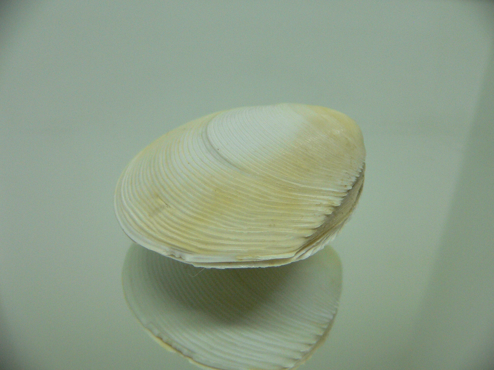 Dosinia japonica