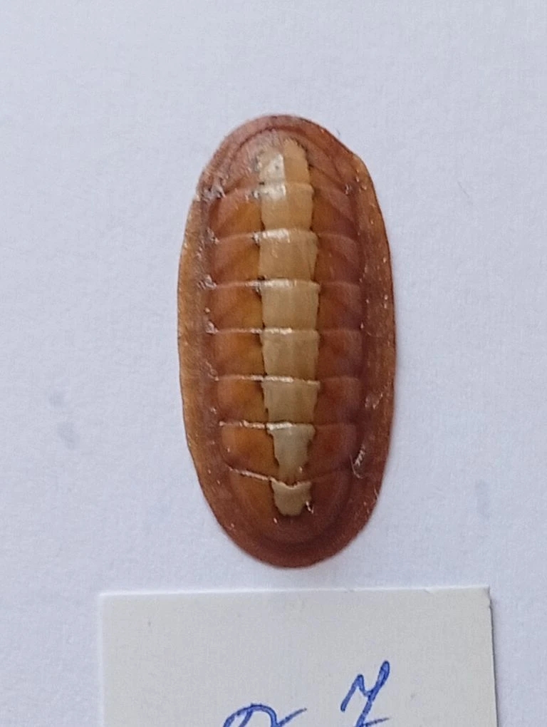 Ischnochiton elondatus ENDEMIC 7