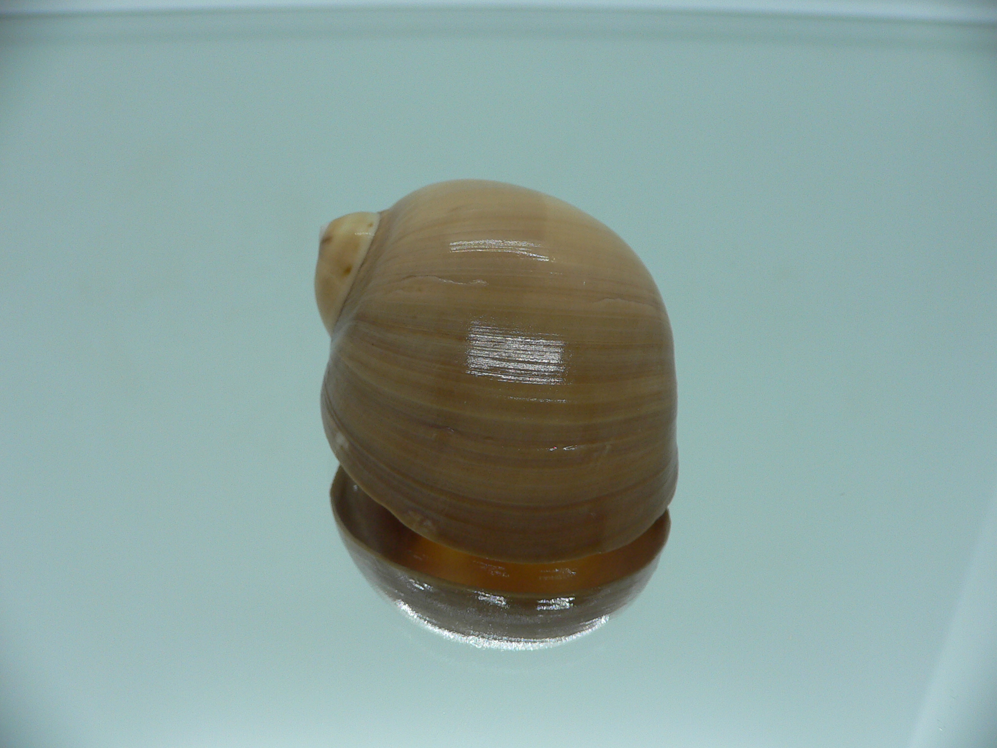 Mammilla priamus VERY BIG & GLOBOSE