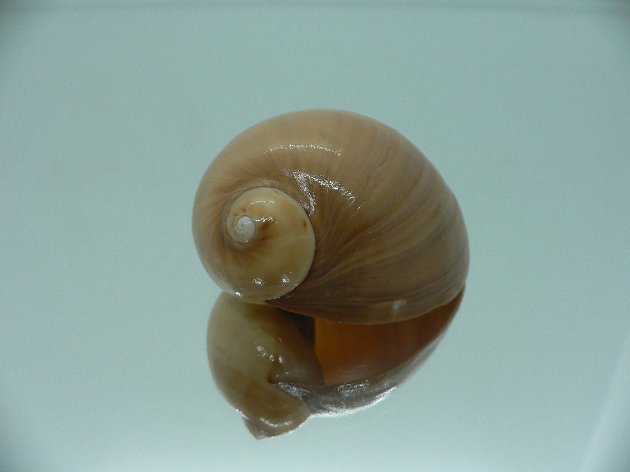 Mammilla priamus VERY BIG & GLOBOSE