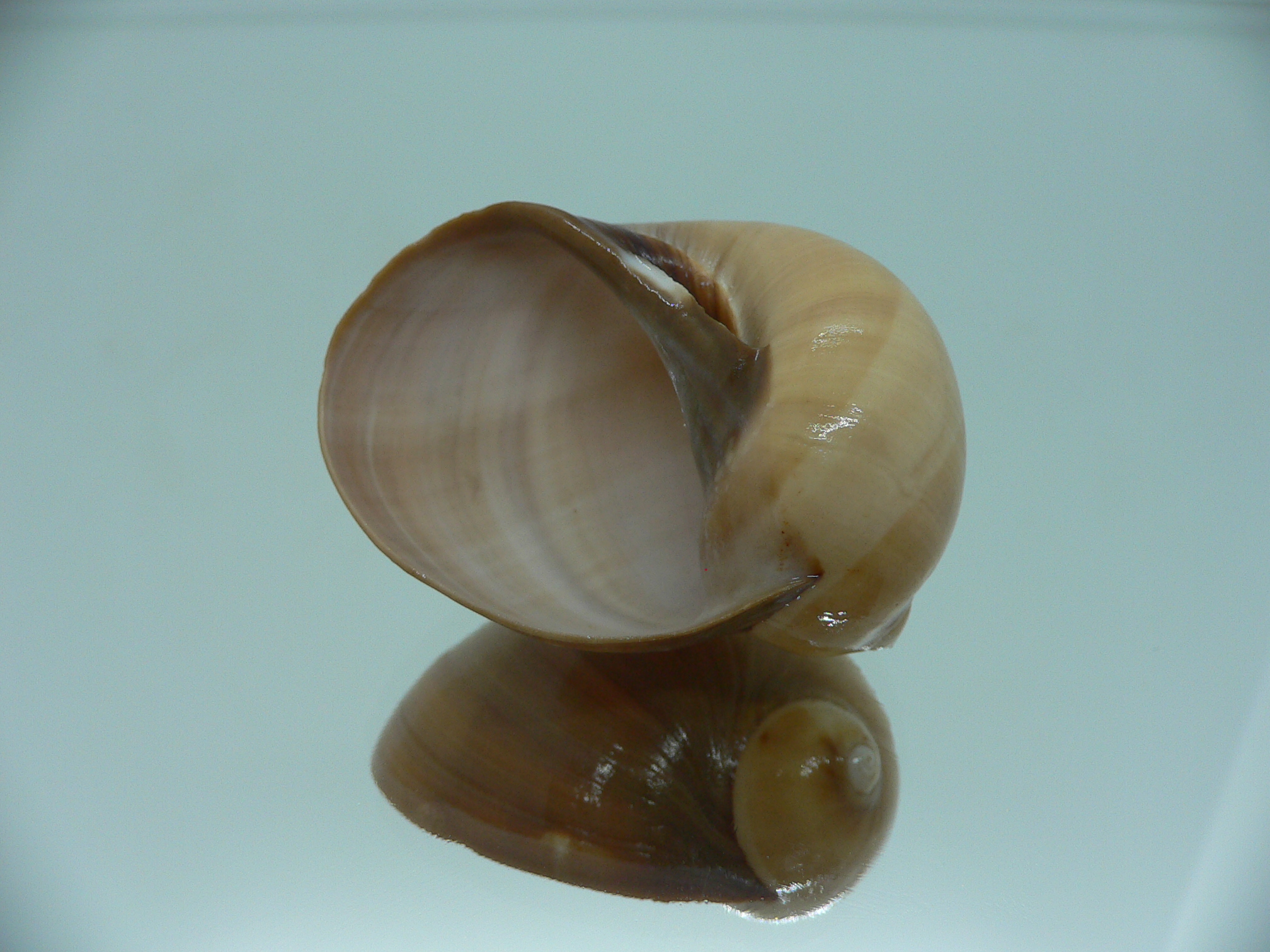 Mammilla priamus VERY BIG & GLOBOSE