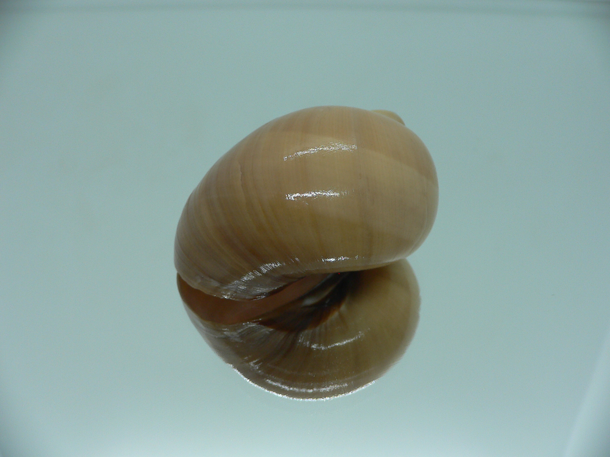 Mammilla priamus VERY BIG & GLOBOSE