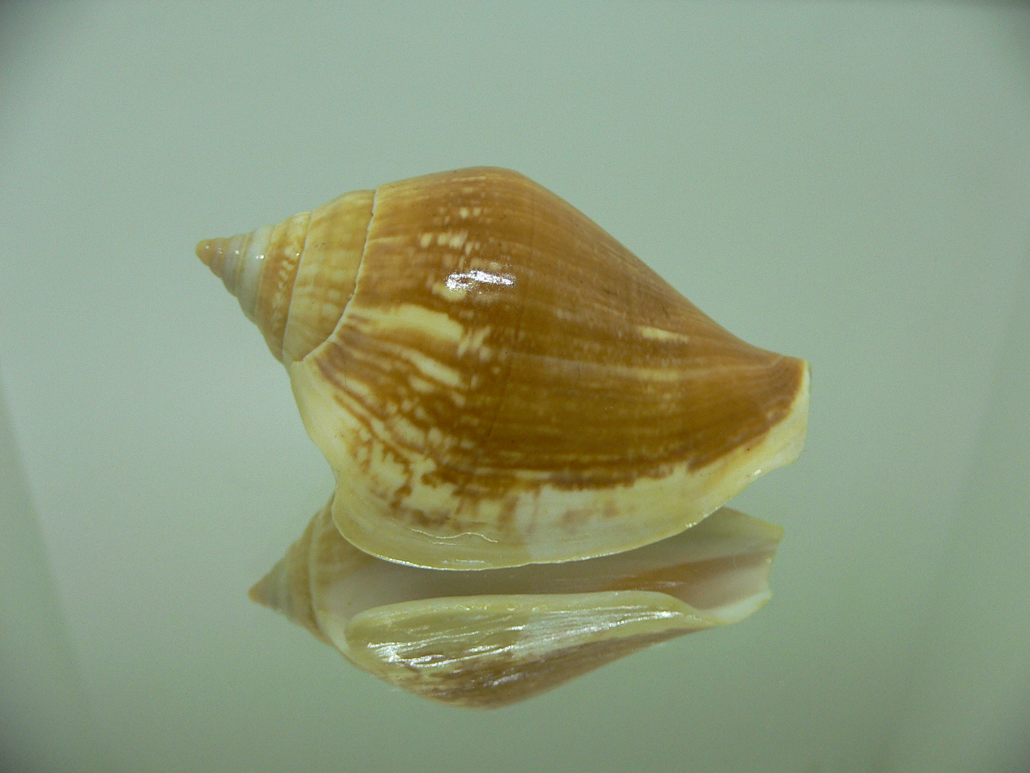 Strombus canarium