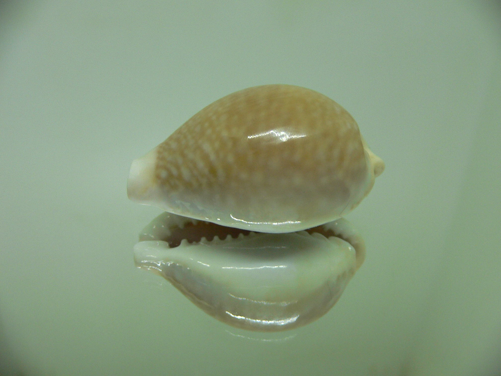 Cypraea miliaris SMOKY