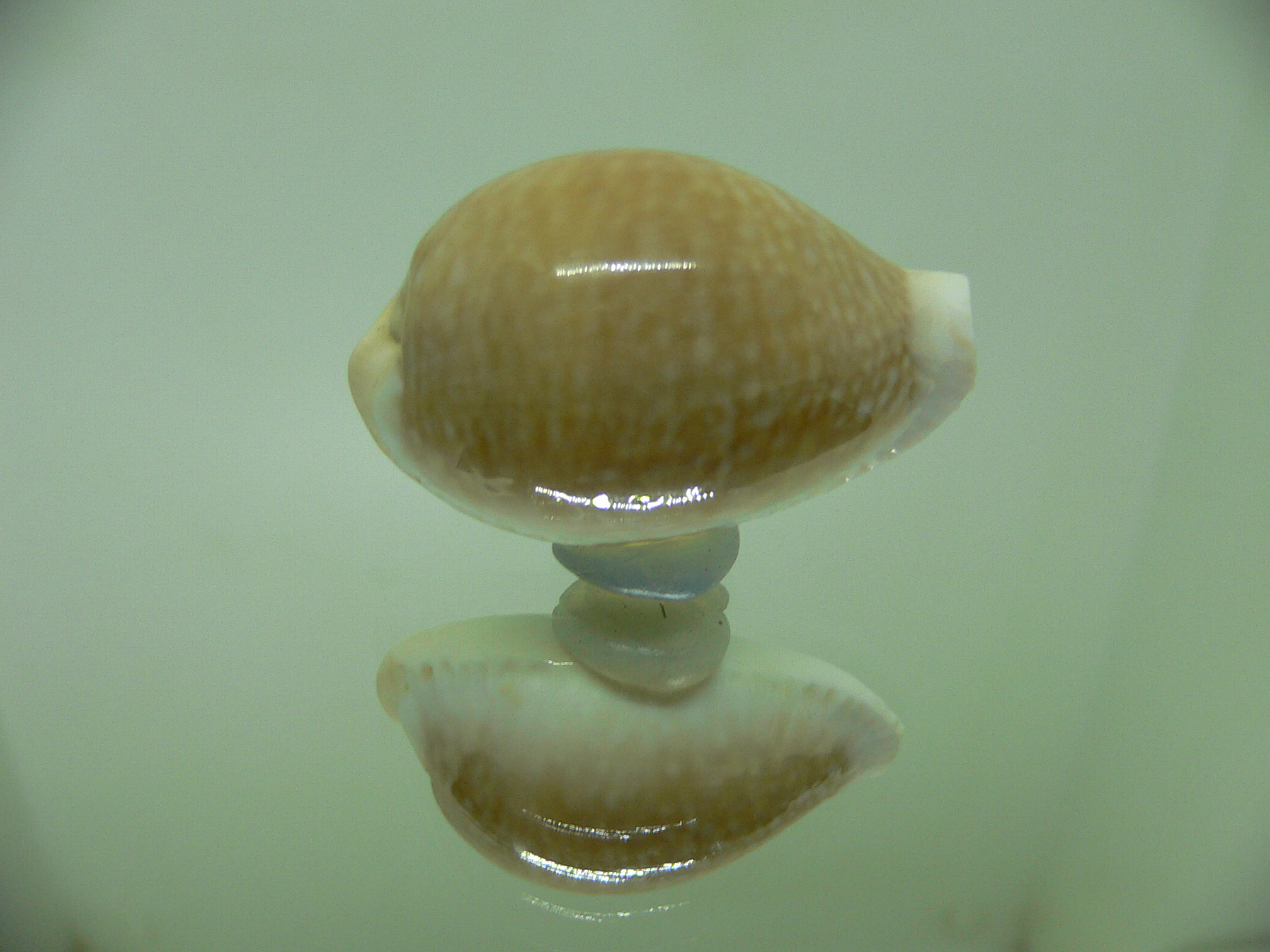 Cypraea miliaris SMOKY