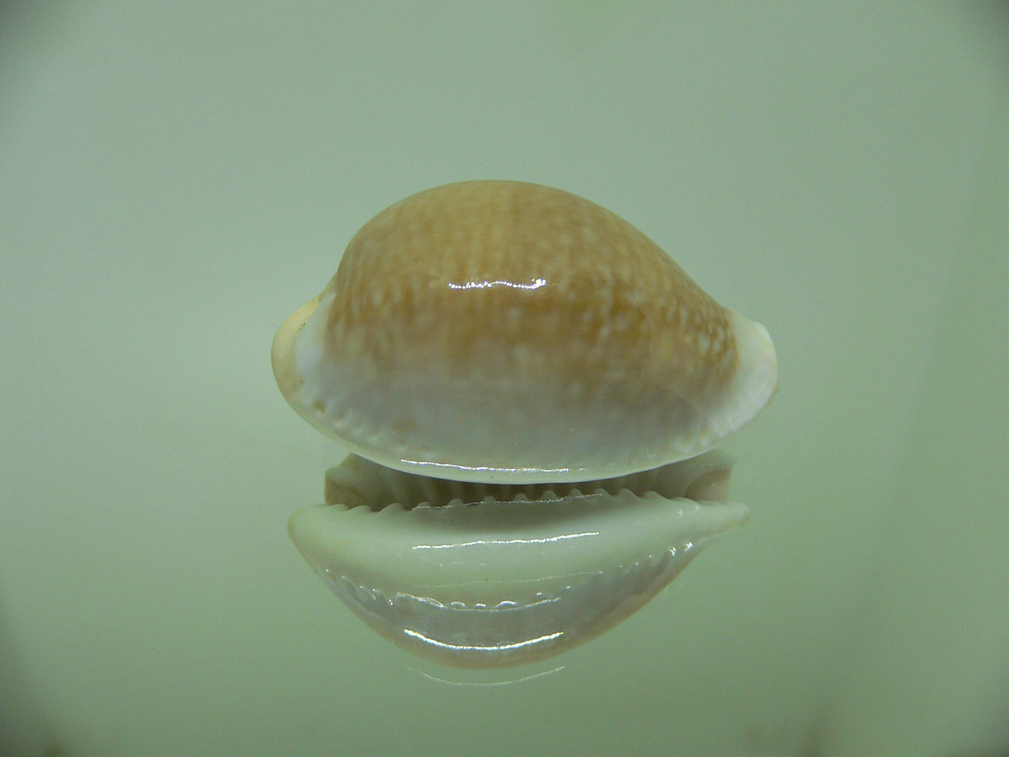 Cypraea miliaris SMOKY