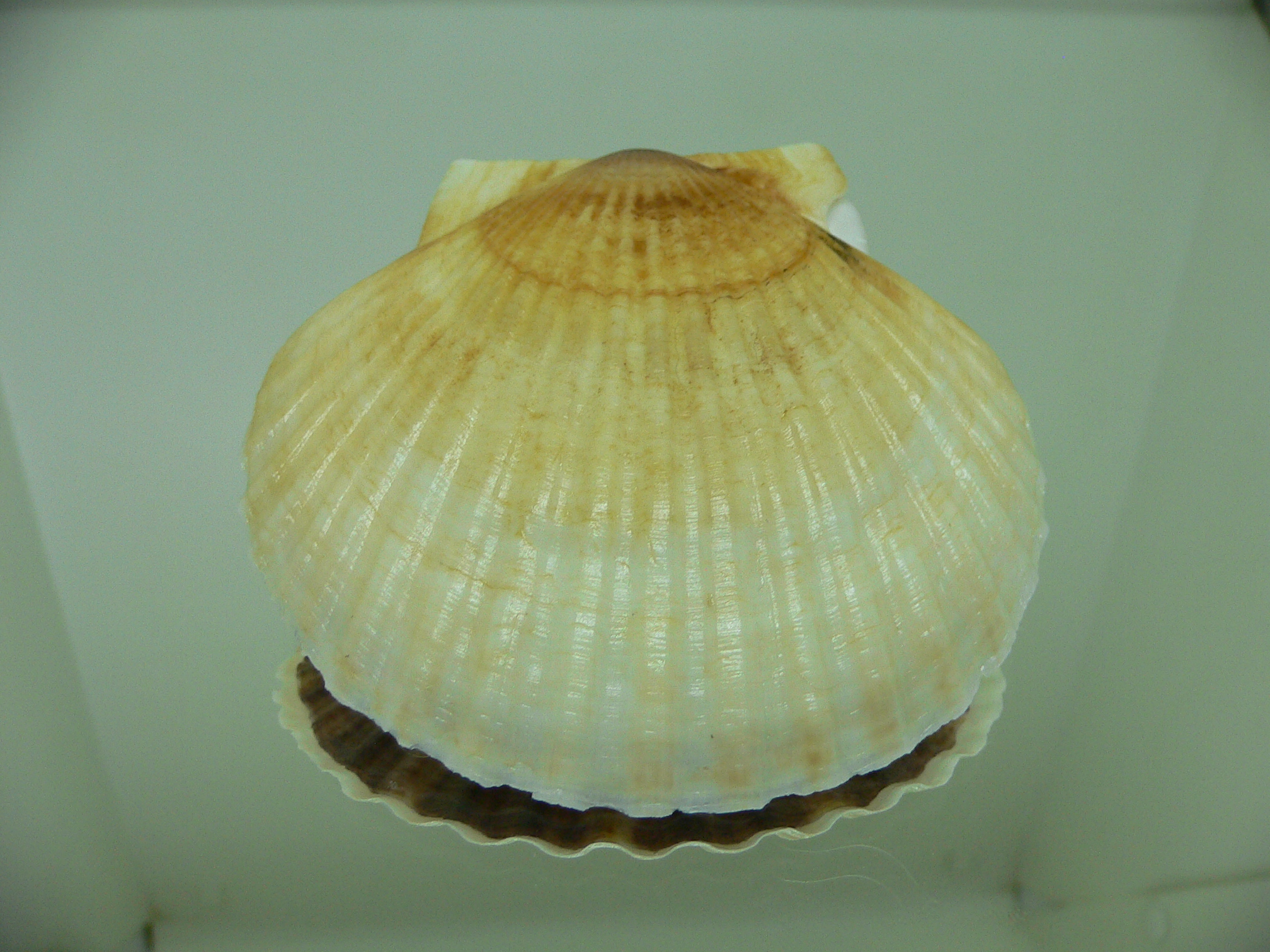 Patinopecten yessoensis 2