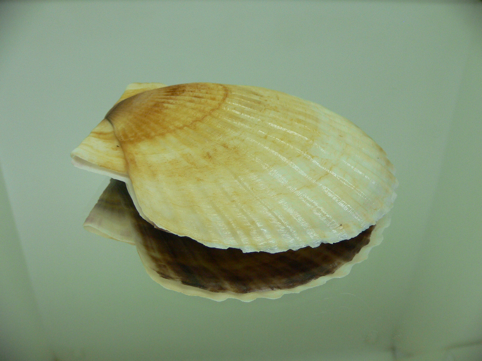 Patinopecten yessoensis 2