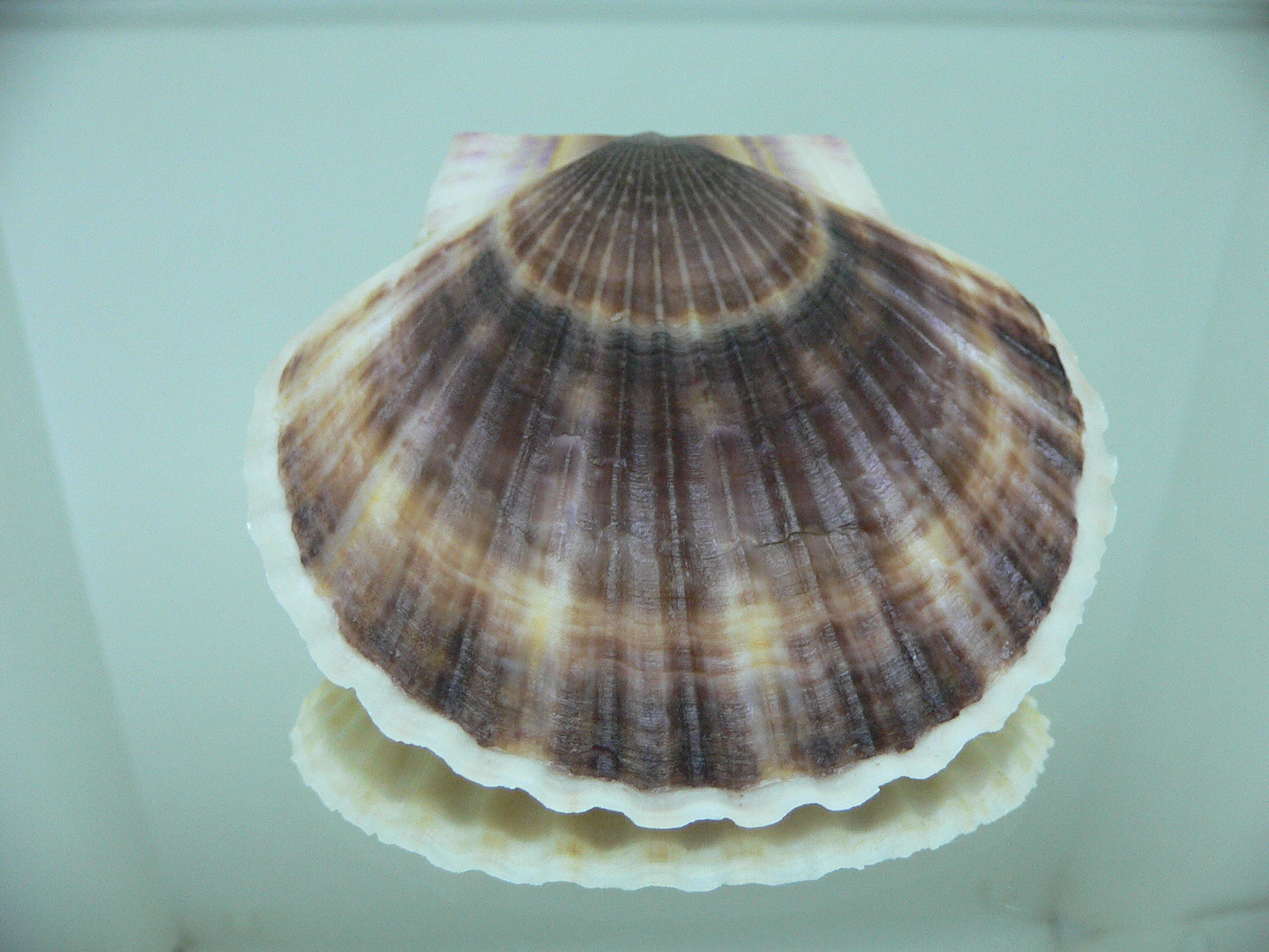 Patinopecten yessoensis 2