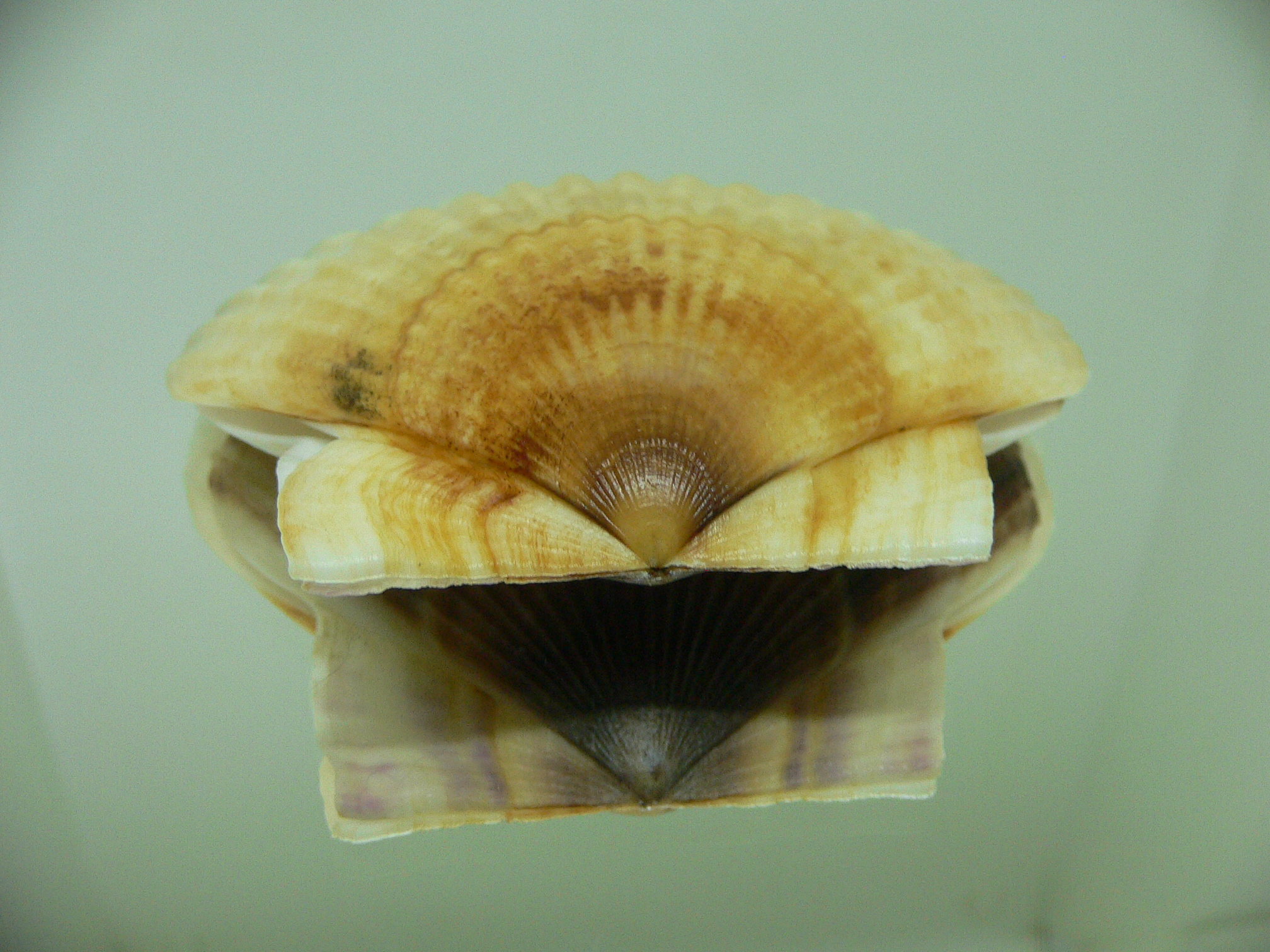 Patinopecten yessoensis 2