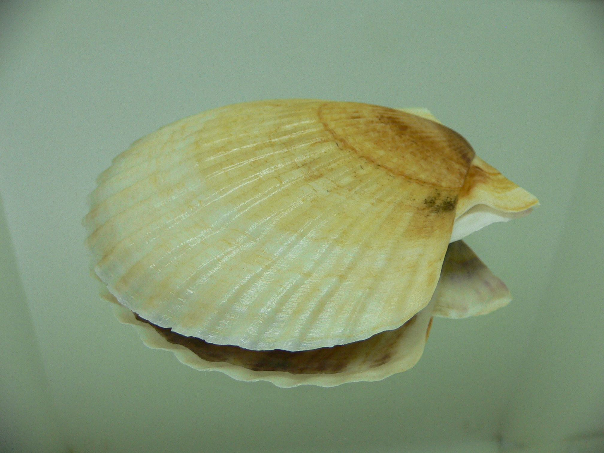 Patinopecten yessoensis 2