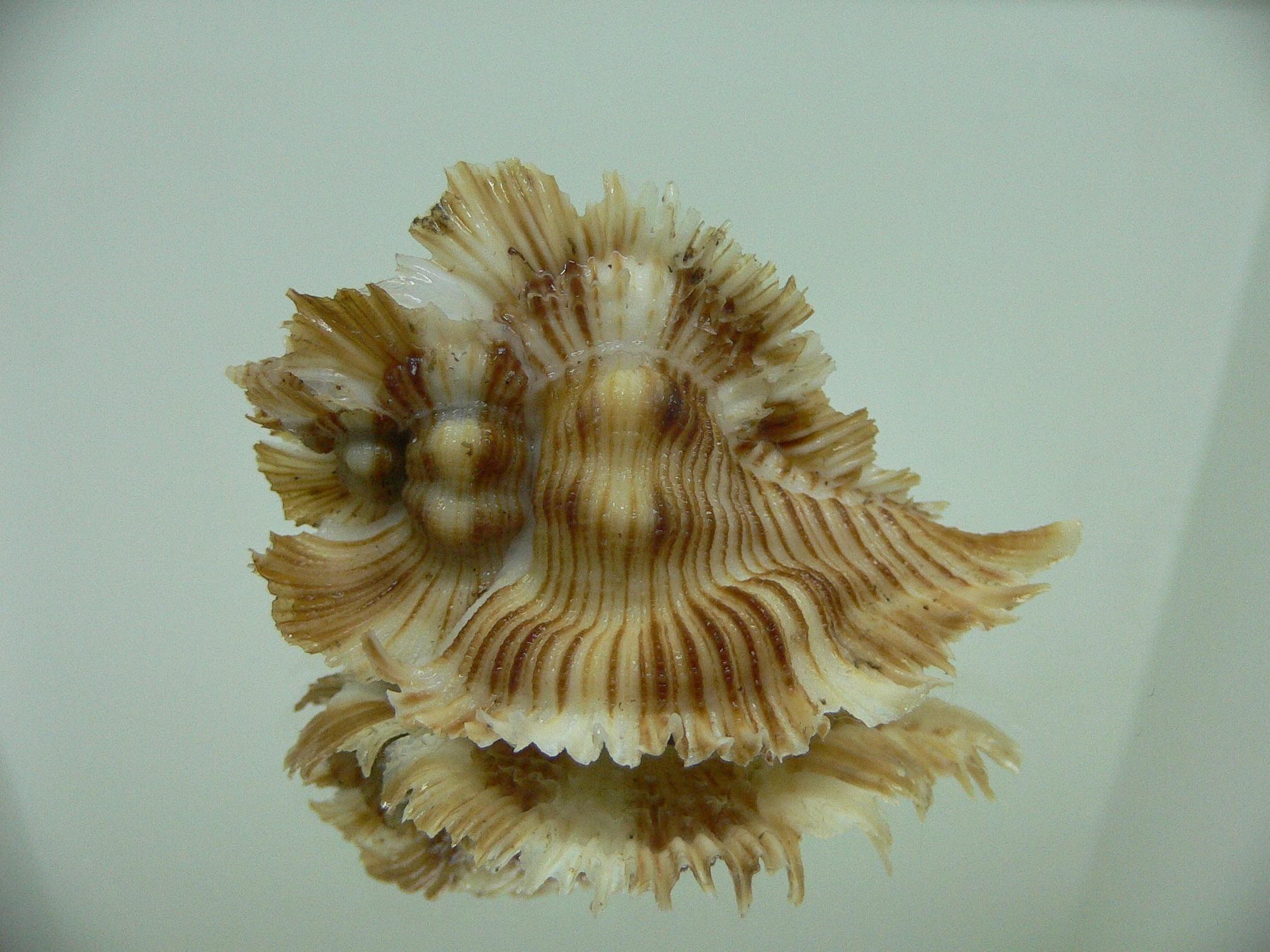 Chicoreus miyokoae BEAUTIFUL