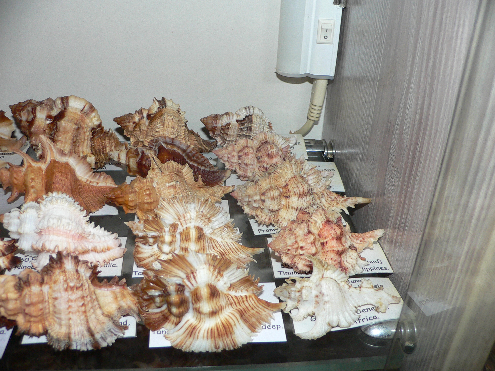 Chicoreus miyokoae BEAUTIFUL