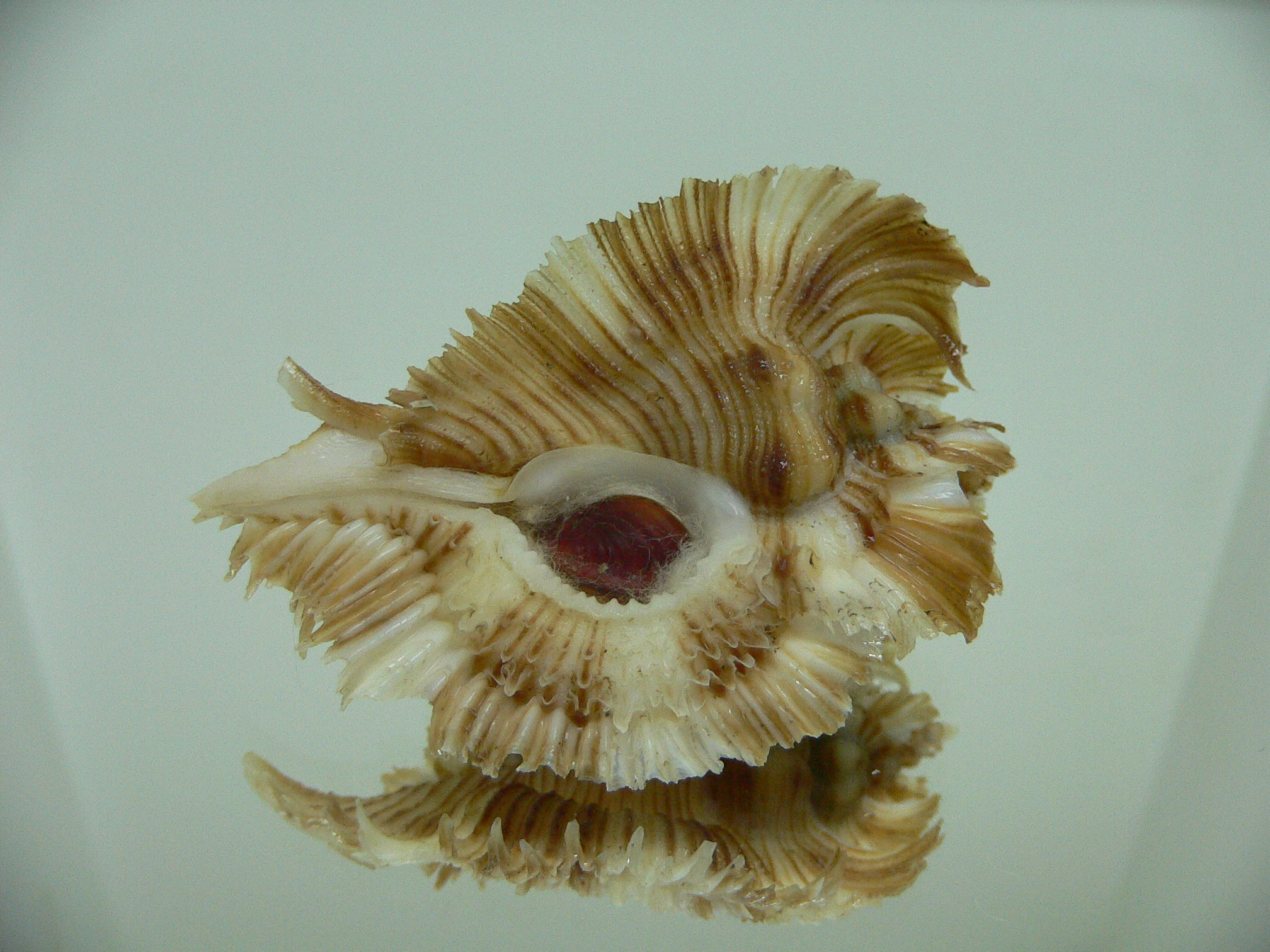 Chicoreus miyokoae BEAUTIFUL