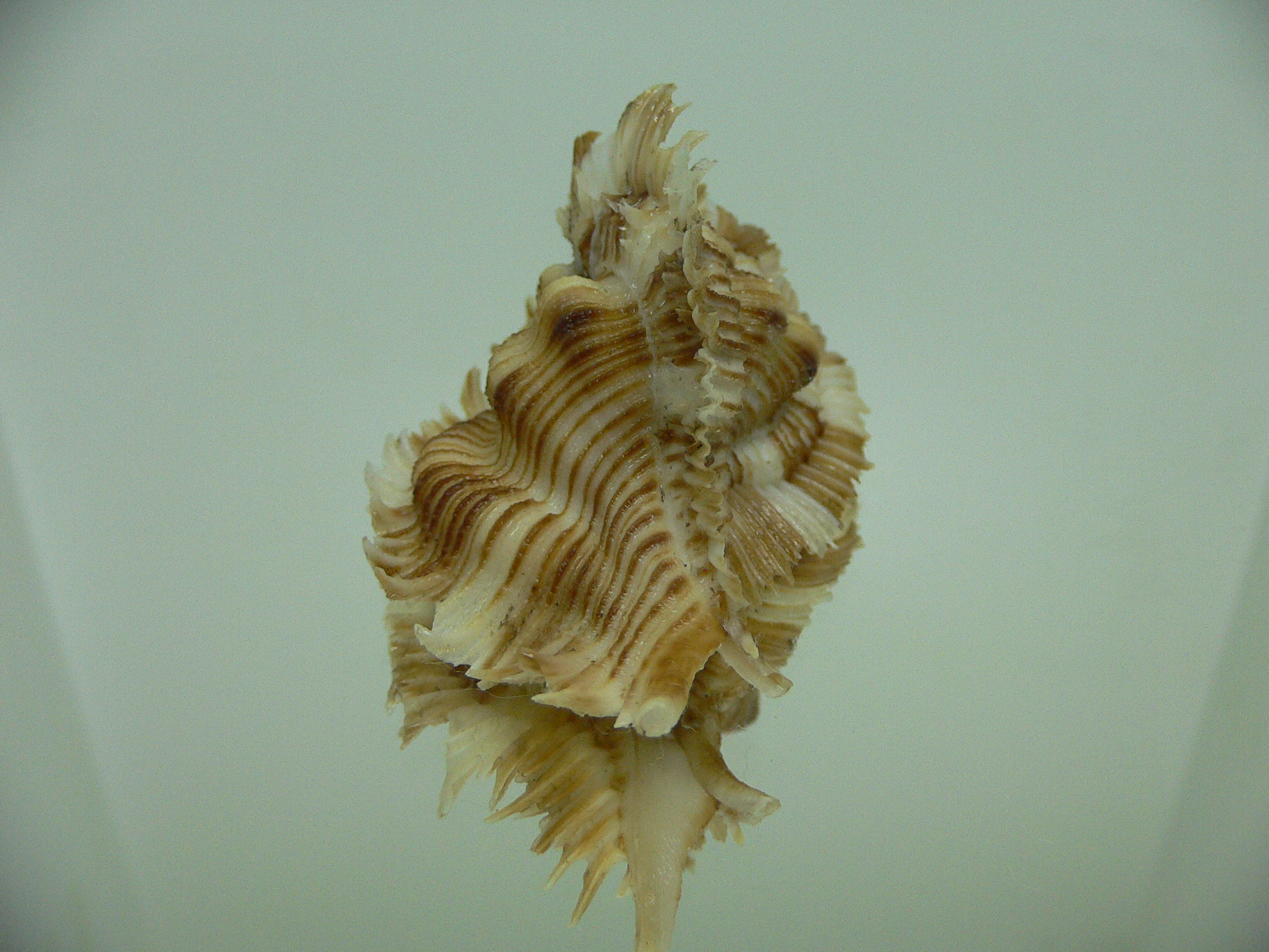 Chicoreus miyokoae BEAUTIFUL