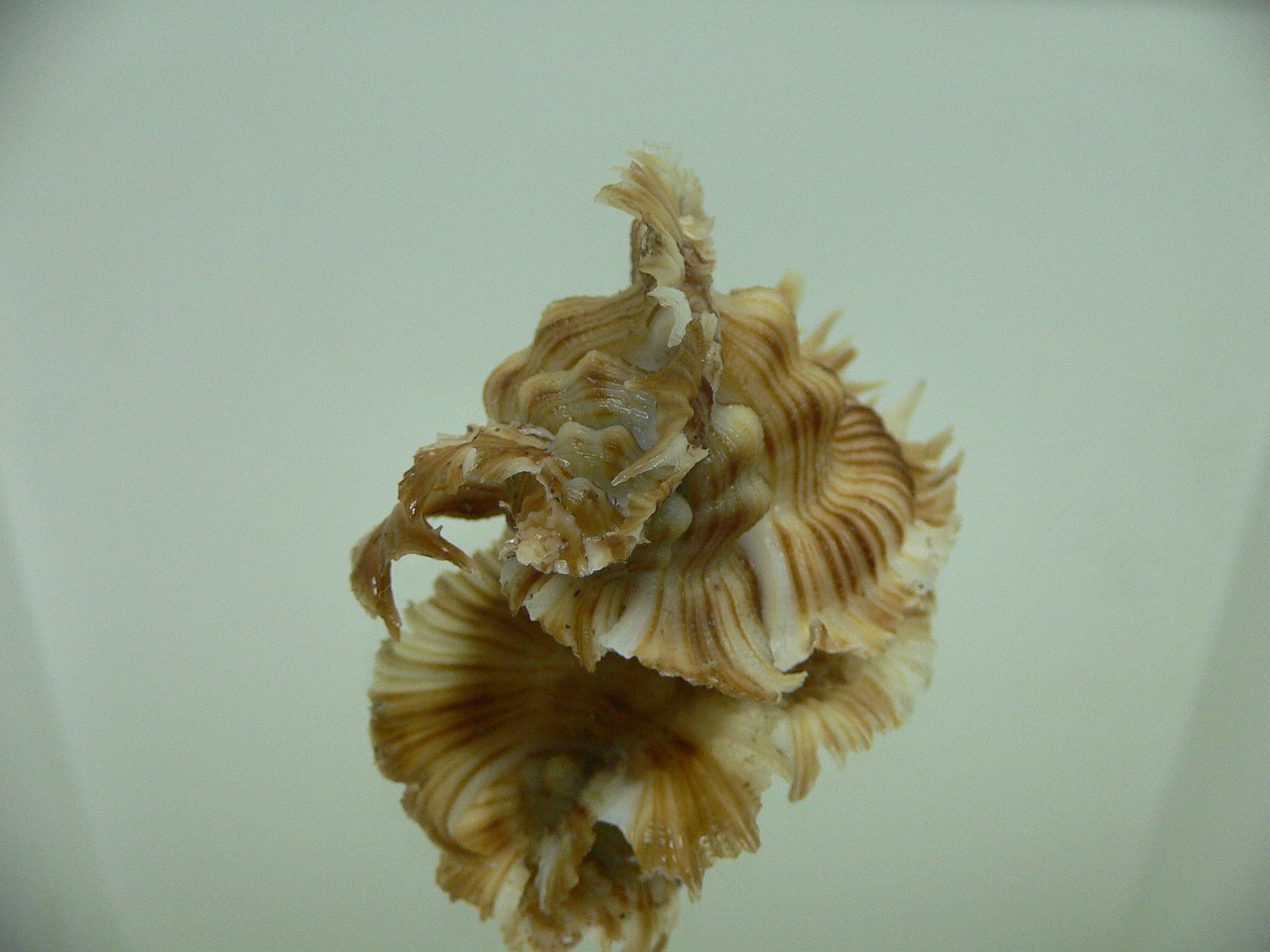 Chicoreus miyokoae BEAUTIFUL