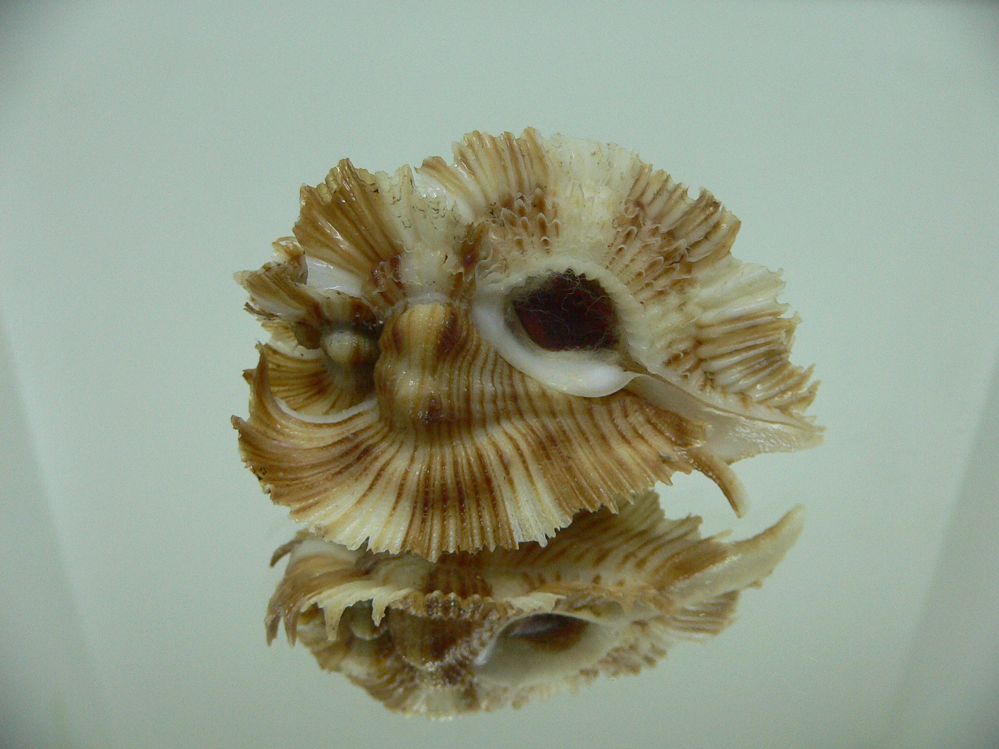 Chicoreus miyokoae BEAUTIFUL