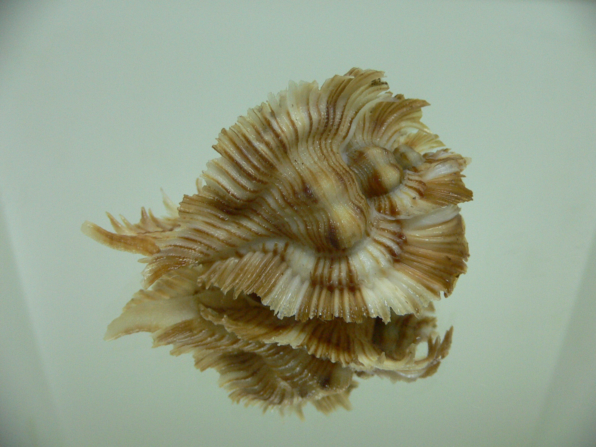 Chicoreus miyokoae BEAUTIFUL