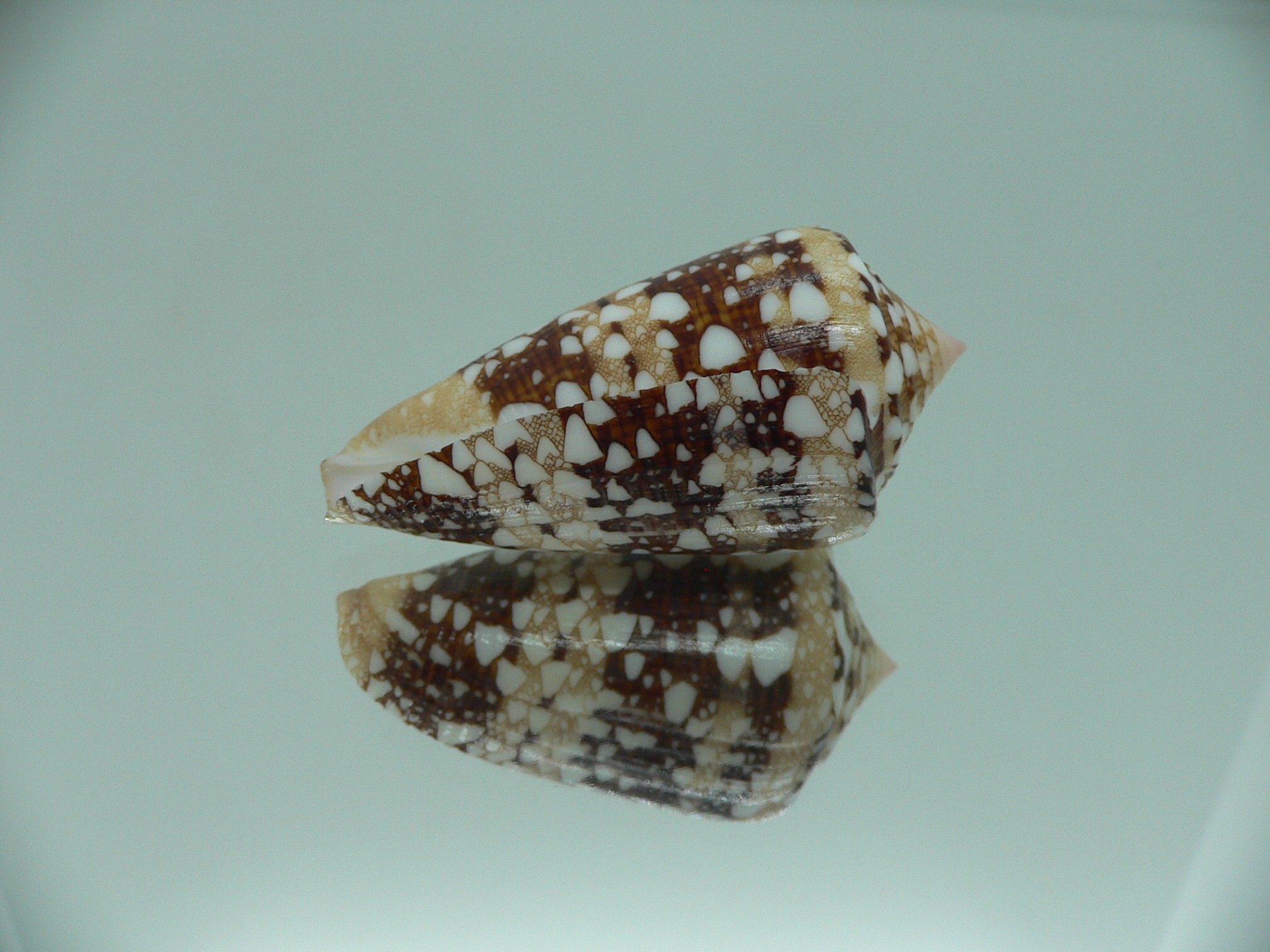 Conus ammiralis ammiralis SUPER COLOR