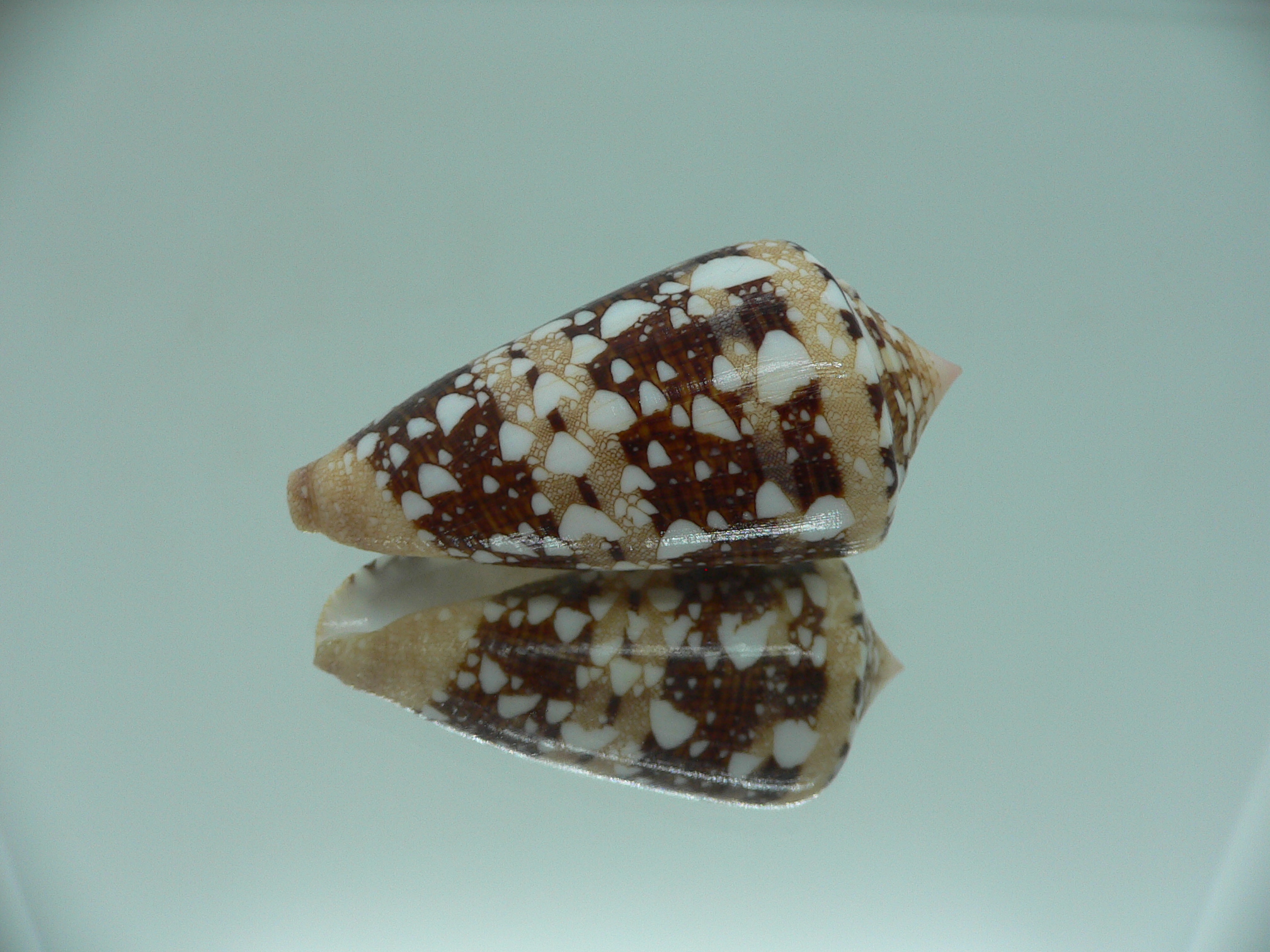 Conus ammiralis ammiralis SUPER COLOR