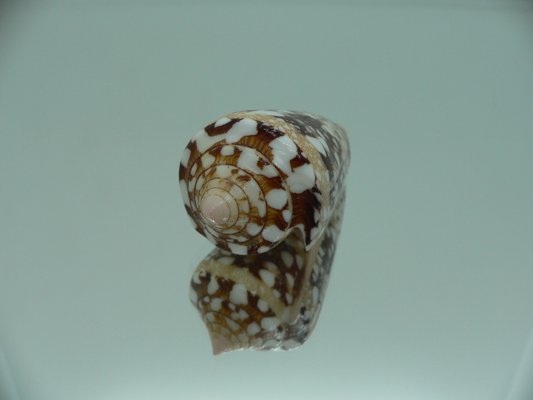 Conus ammiralis ammiralis SUPER COLOR