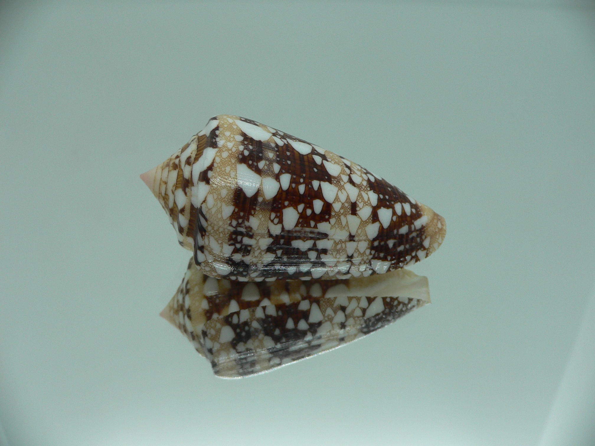 Conus ammiralis ammiralis SUPER COLOR