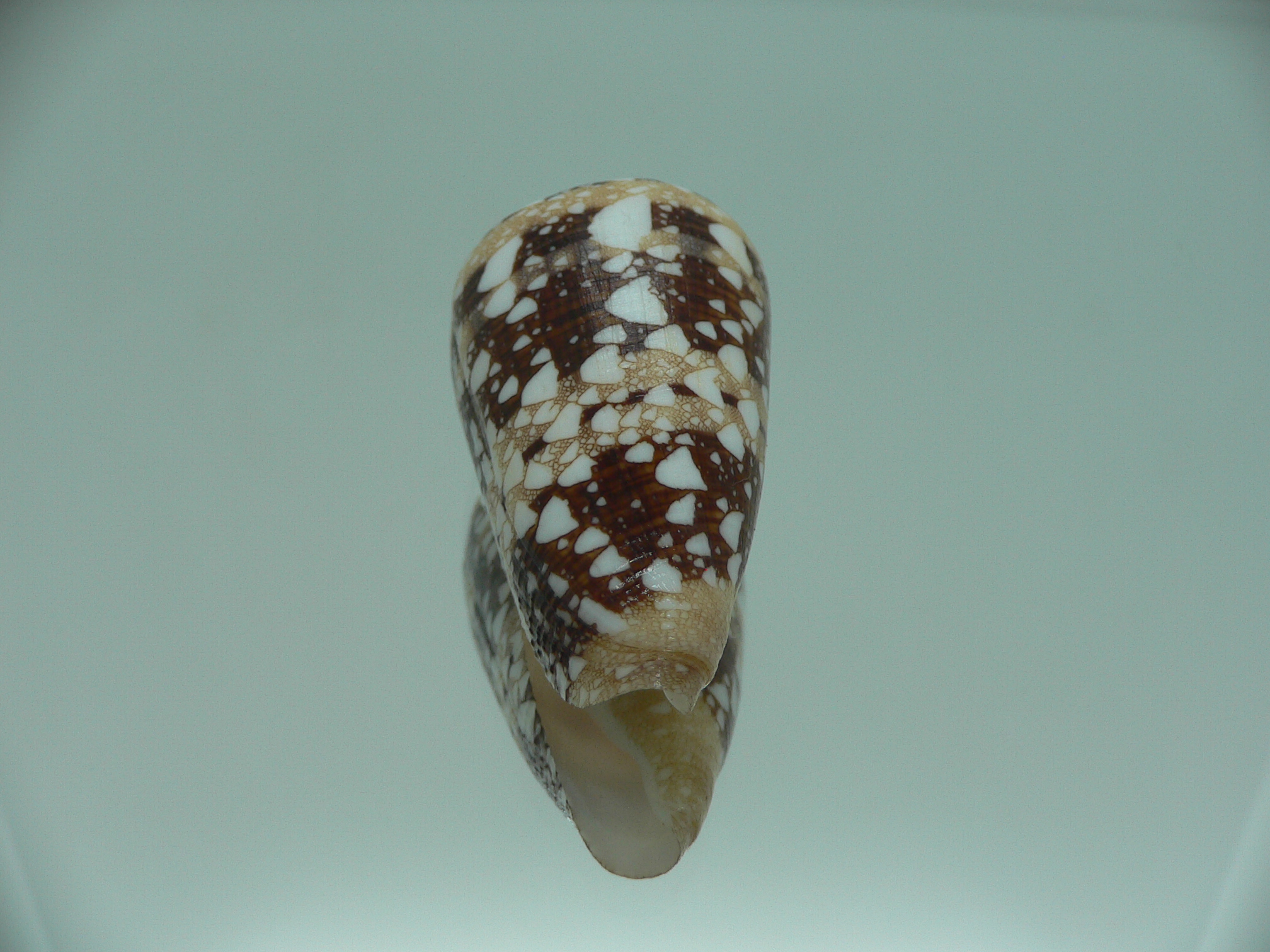 Conus ammiralis ammiralis SUPER COLOR