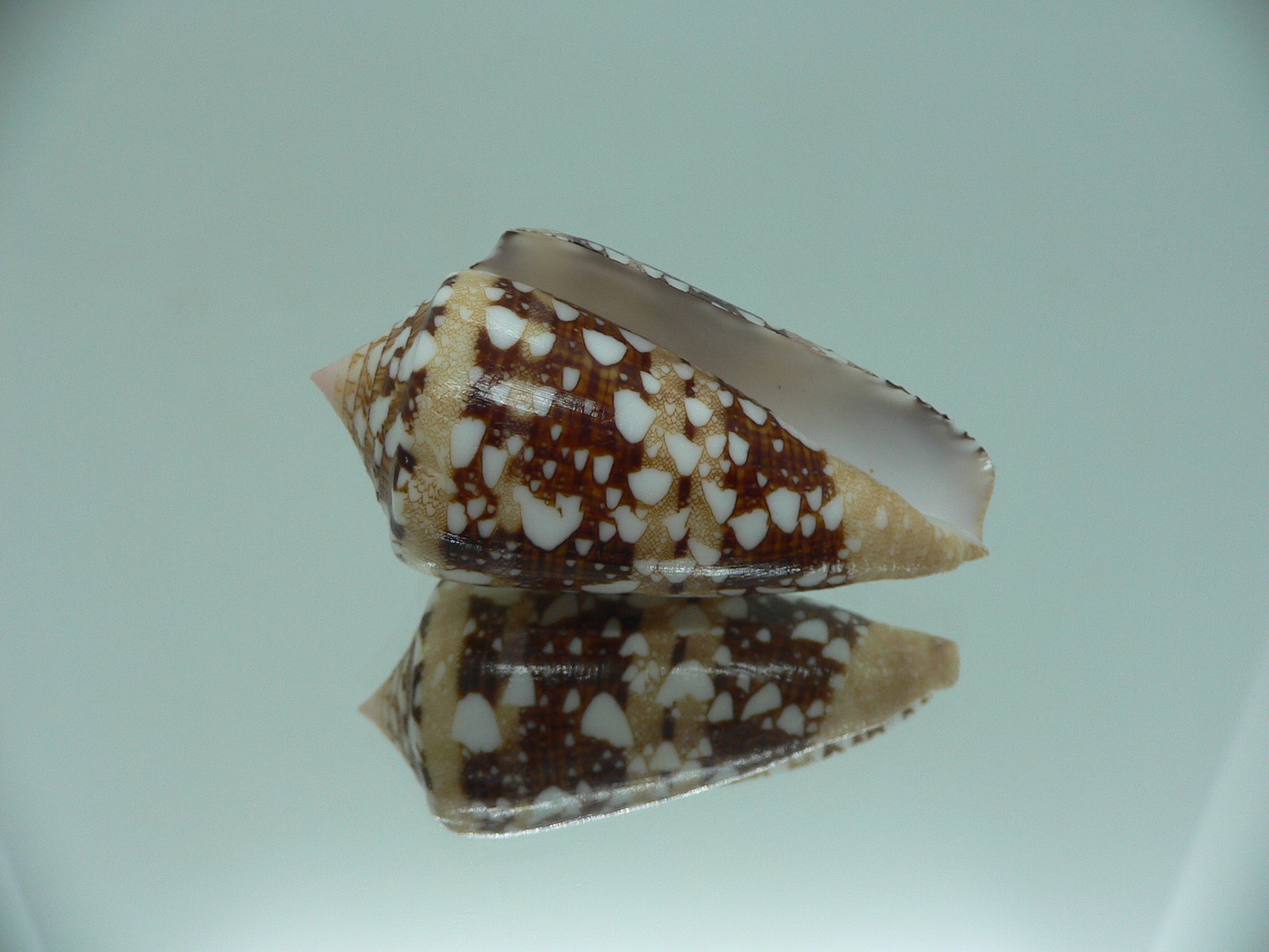 Conus ammiralis ammiralis SUPER COLOR