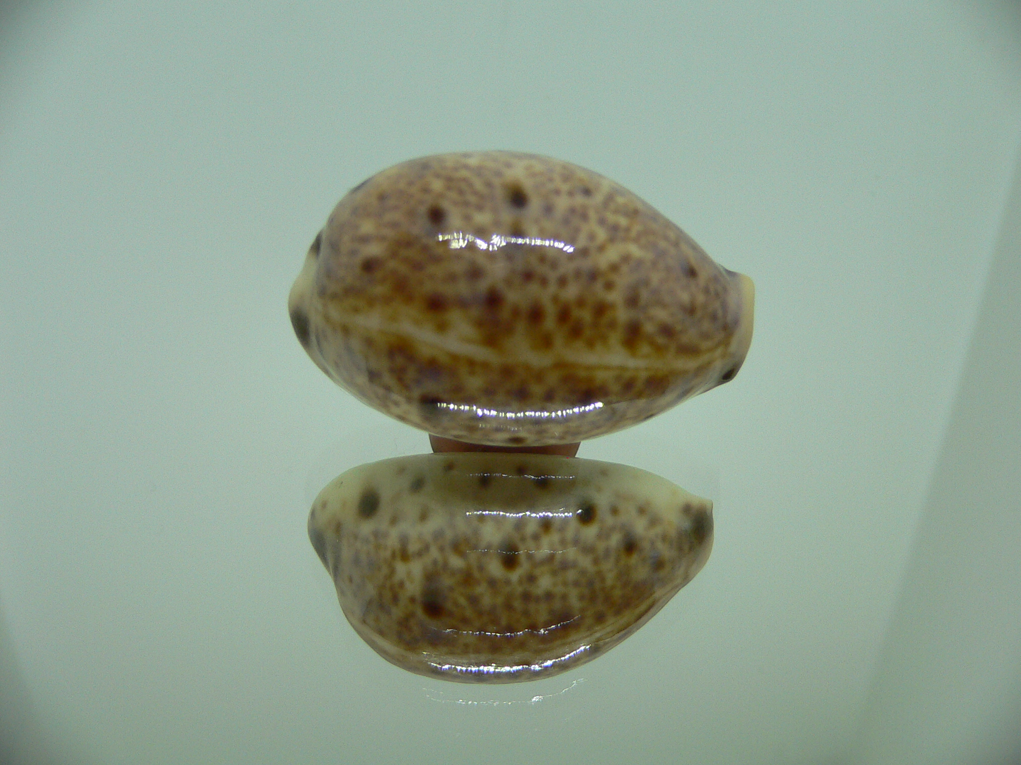 Cypraea lynx vanelli (var.) LORD