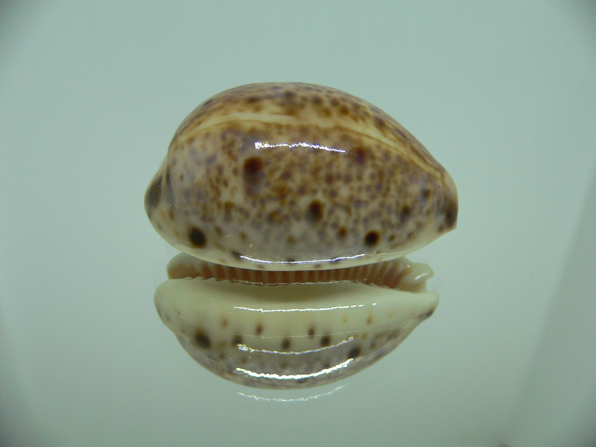 Cypraea lynx vanelli (var.) LORD