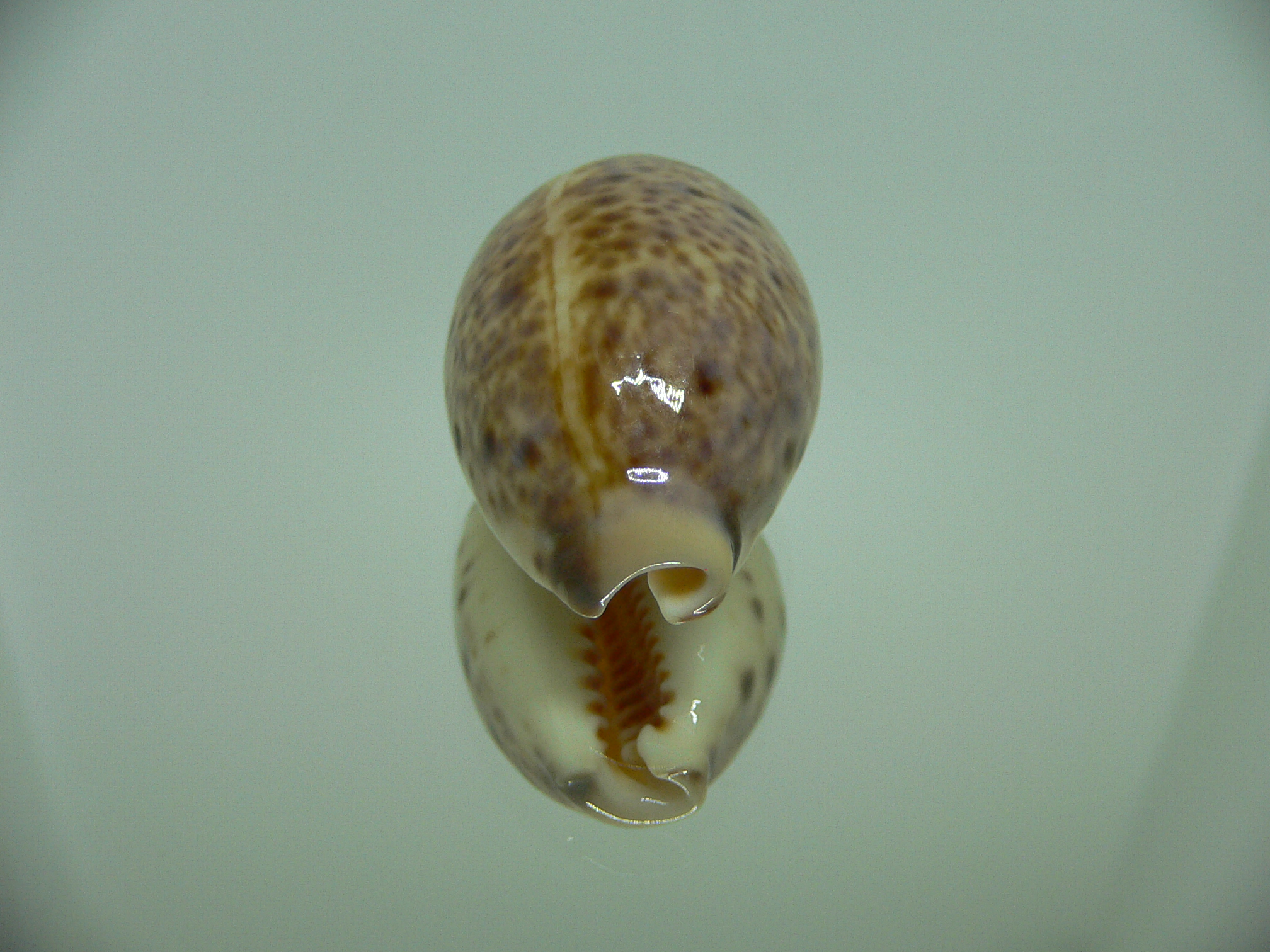 Cypraea lynx vanelli (var.) LORD