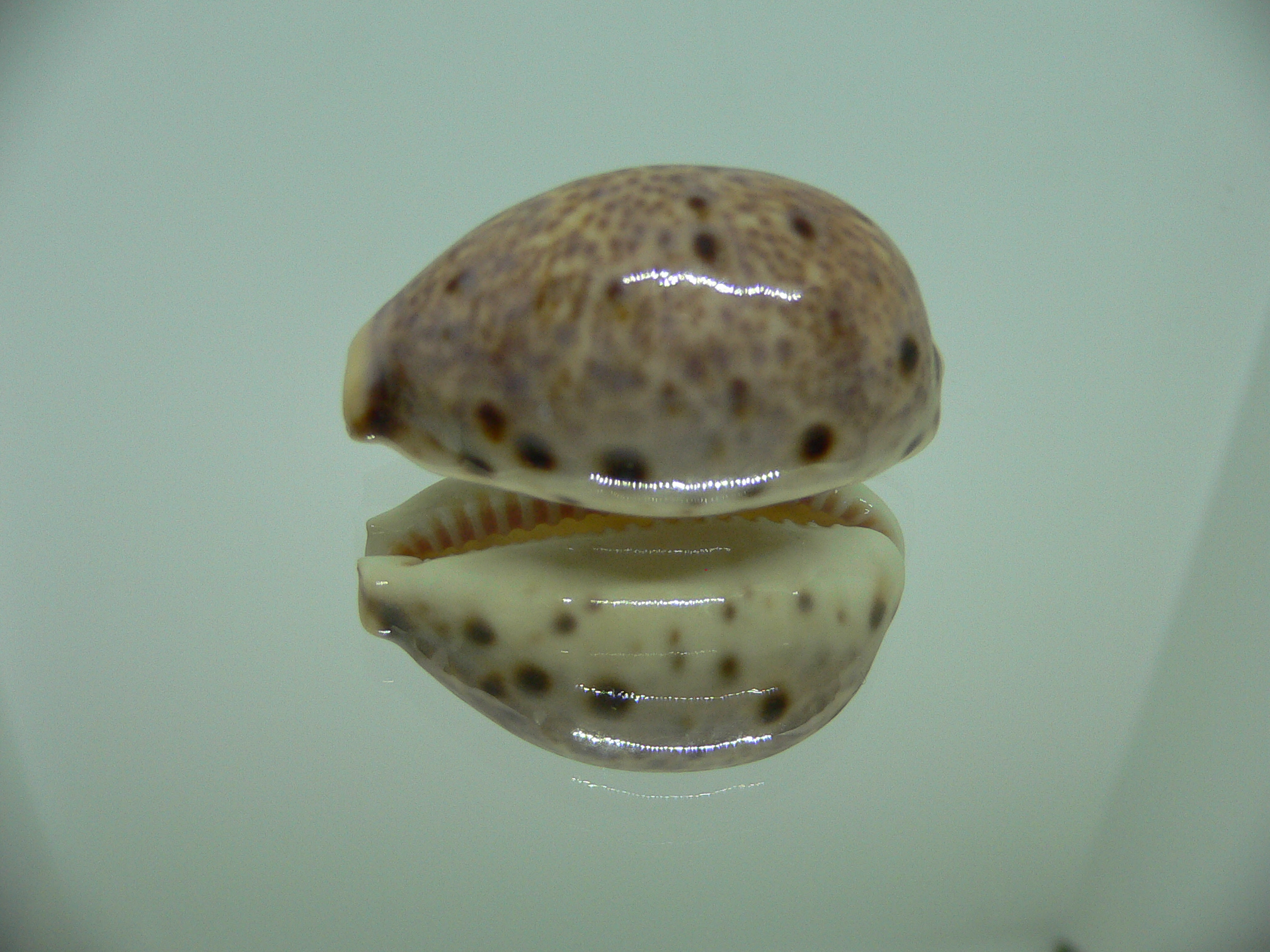 Cypraea lynx vanelli (var.) LORD