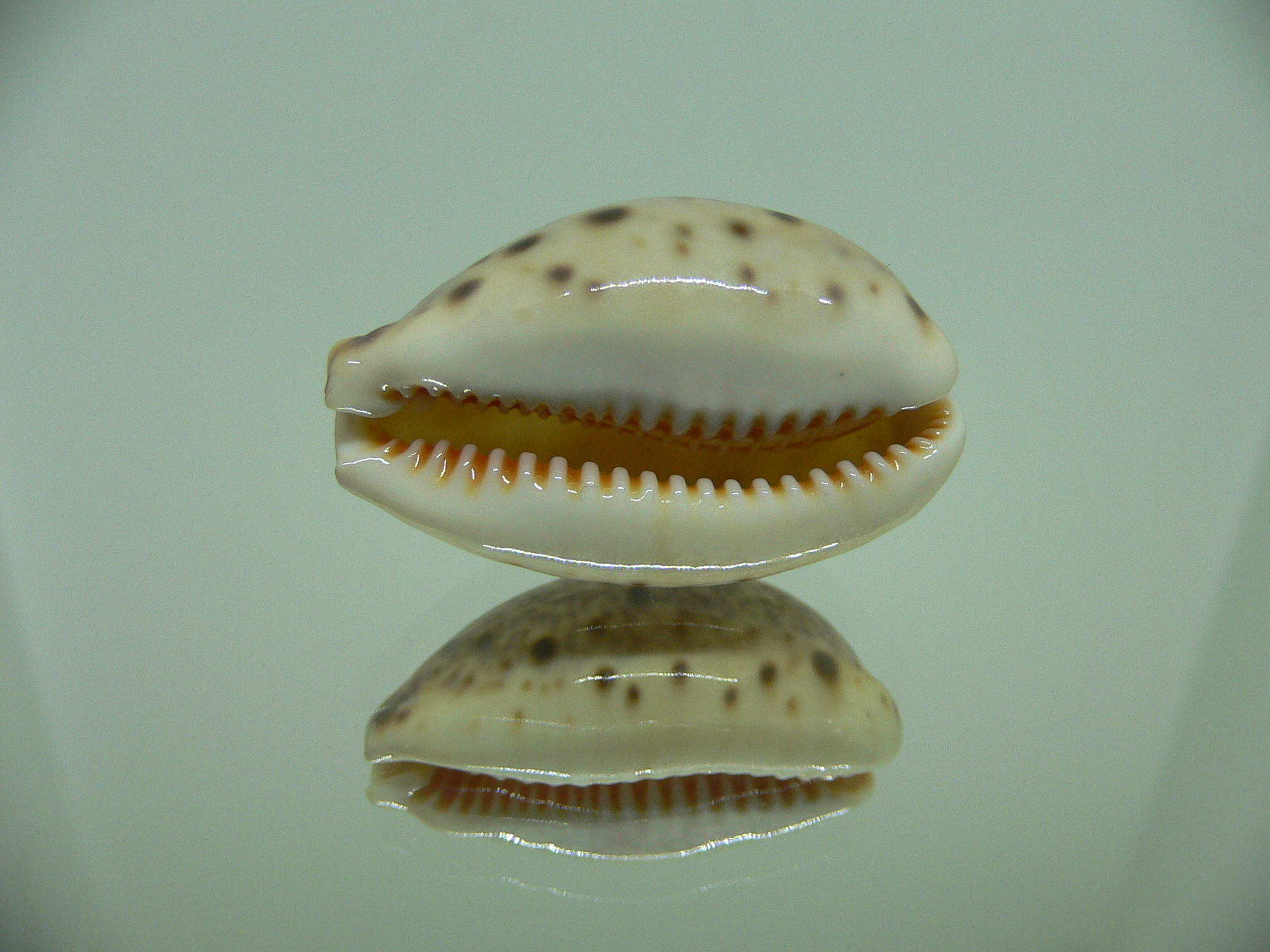 Cypraea lynx vanelli (var.) LORD