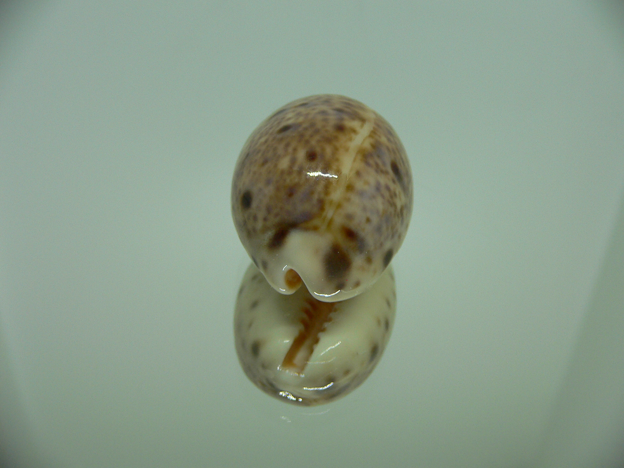 Cypraea lynx vanelli (var.) LORD