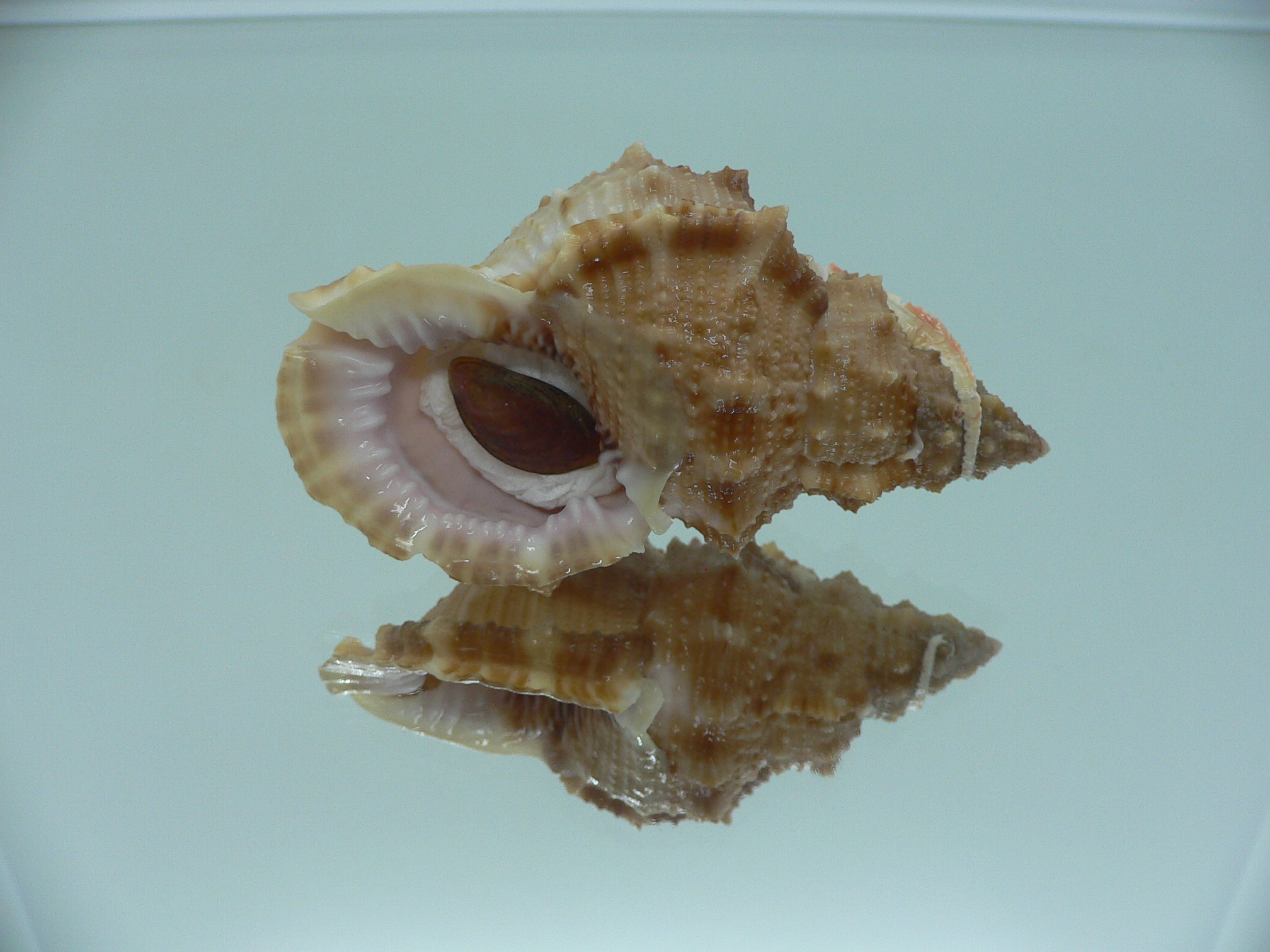 Korrigania fosteri BIG