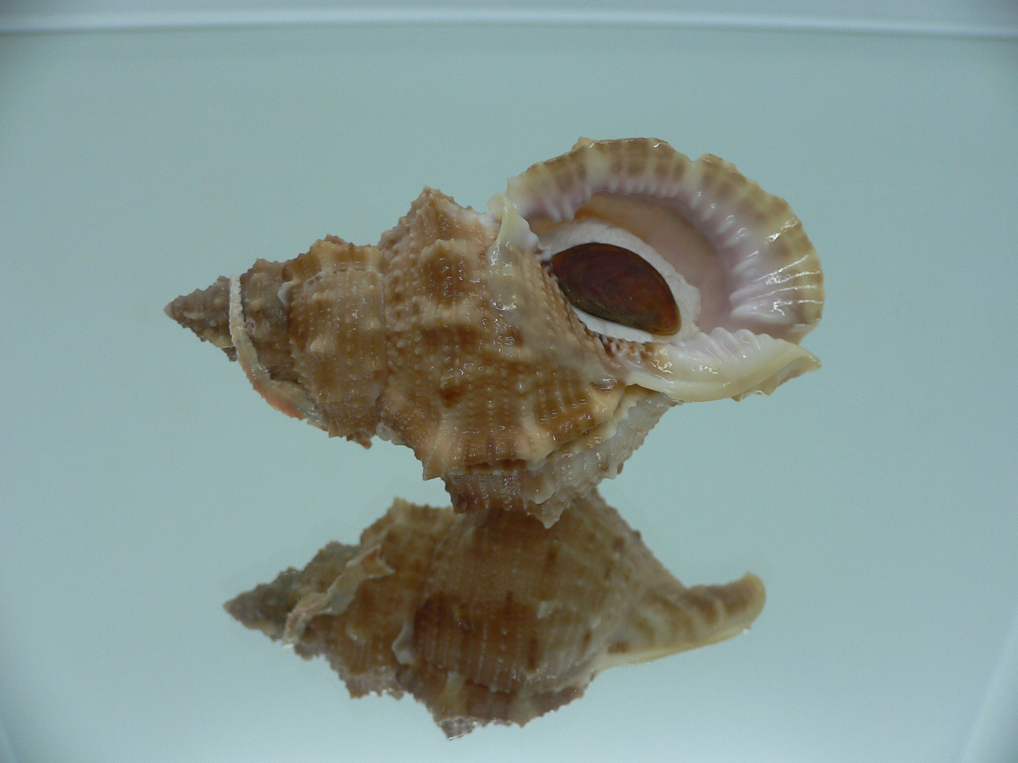 Korrigania fosteri BIG