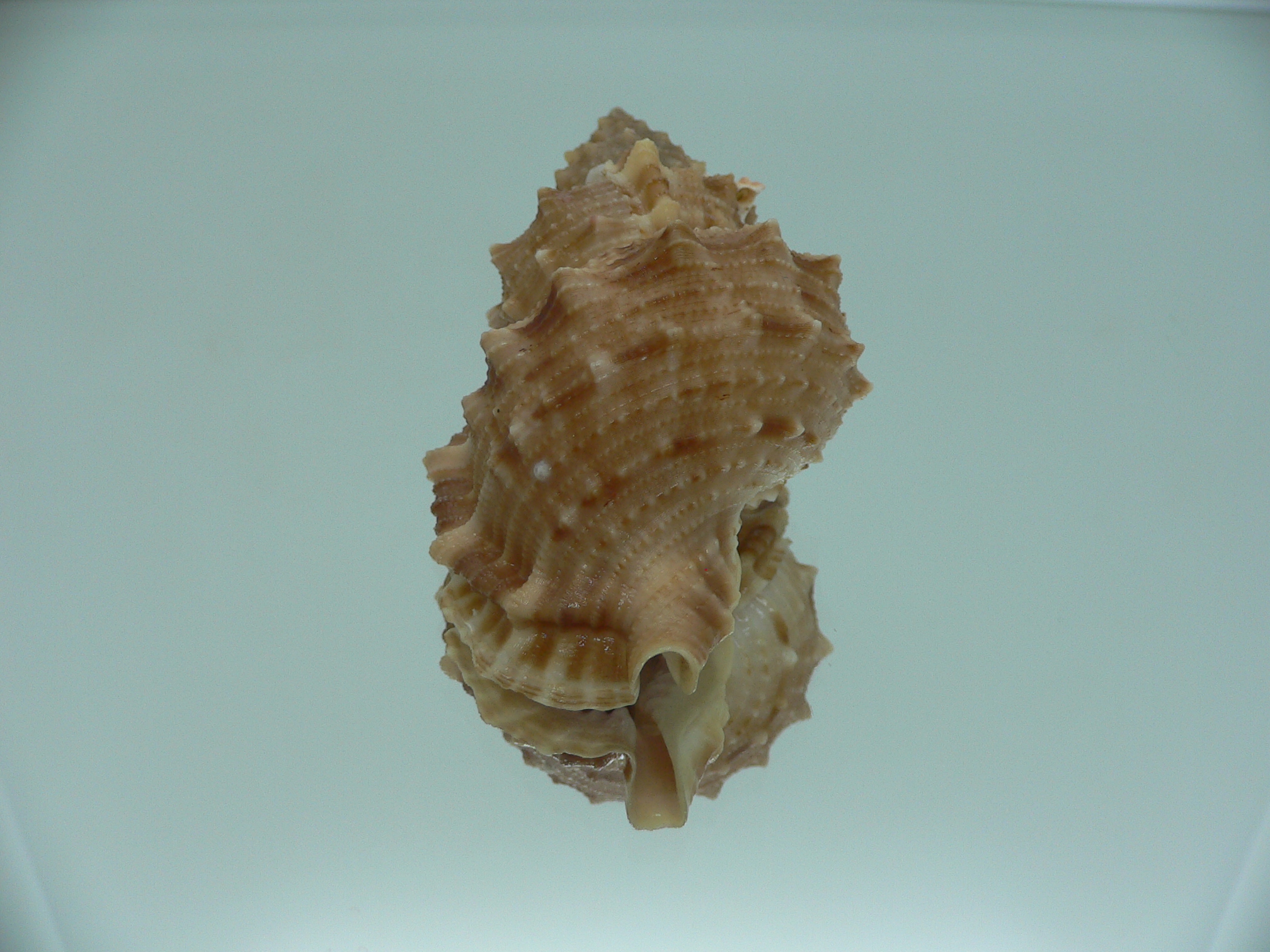 Korrigania fosteri BIG