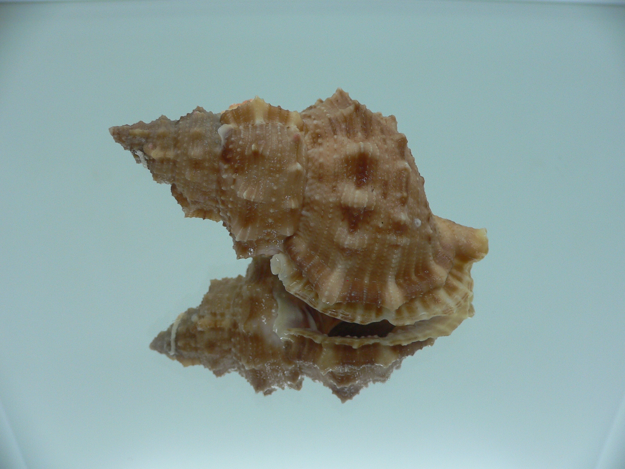 Korrigania fosteri BIG