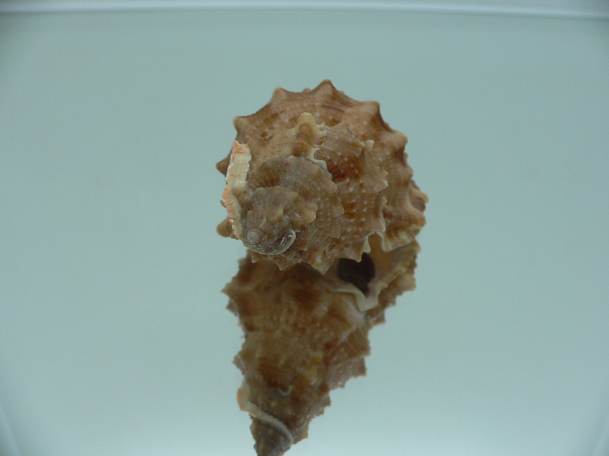 Korrigania fosteri BIG
