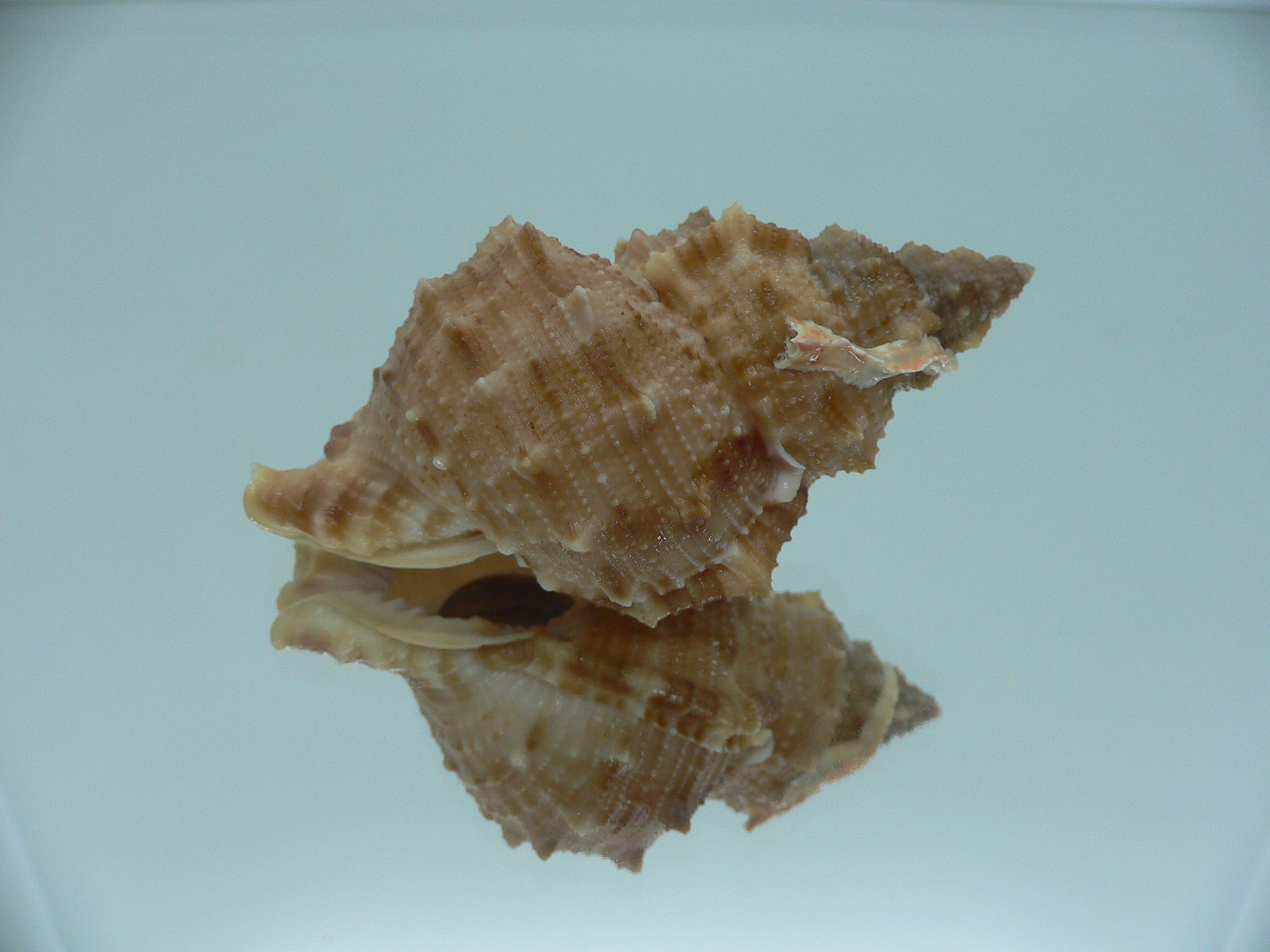 Korrigania fosteri BIG