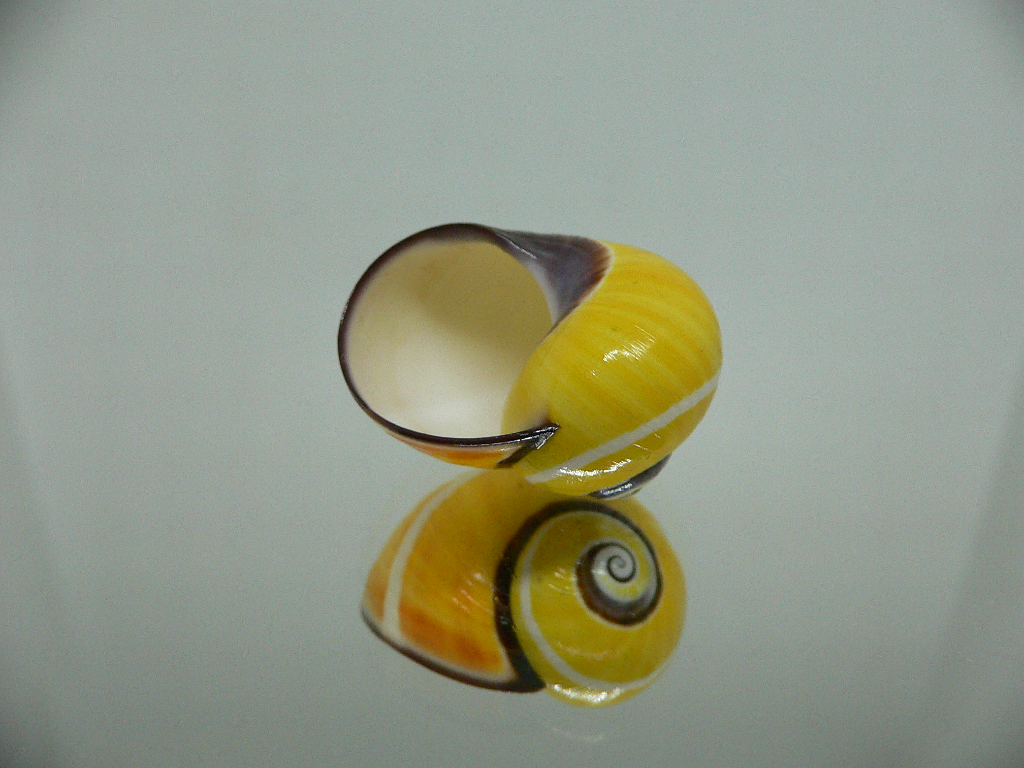 Polymita picta picta RARE & ENDEMIC & YELLOW