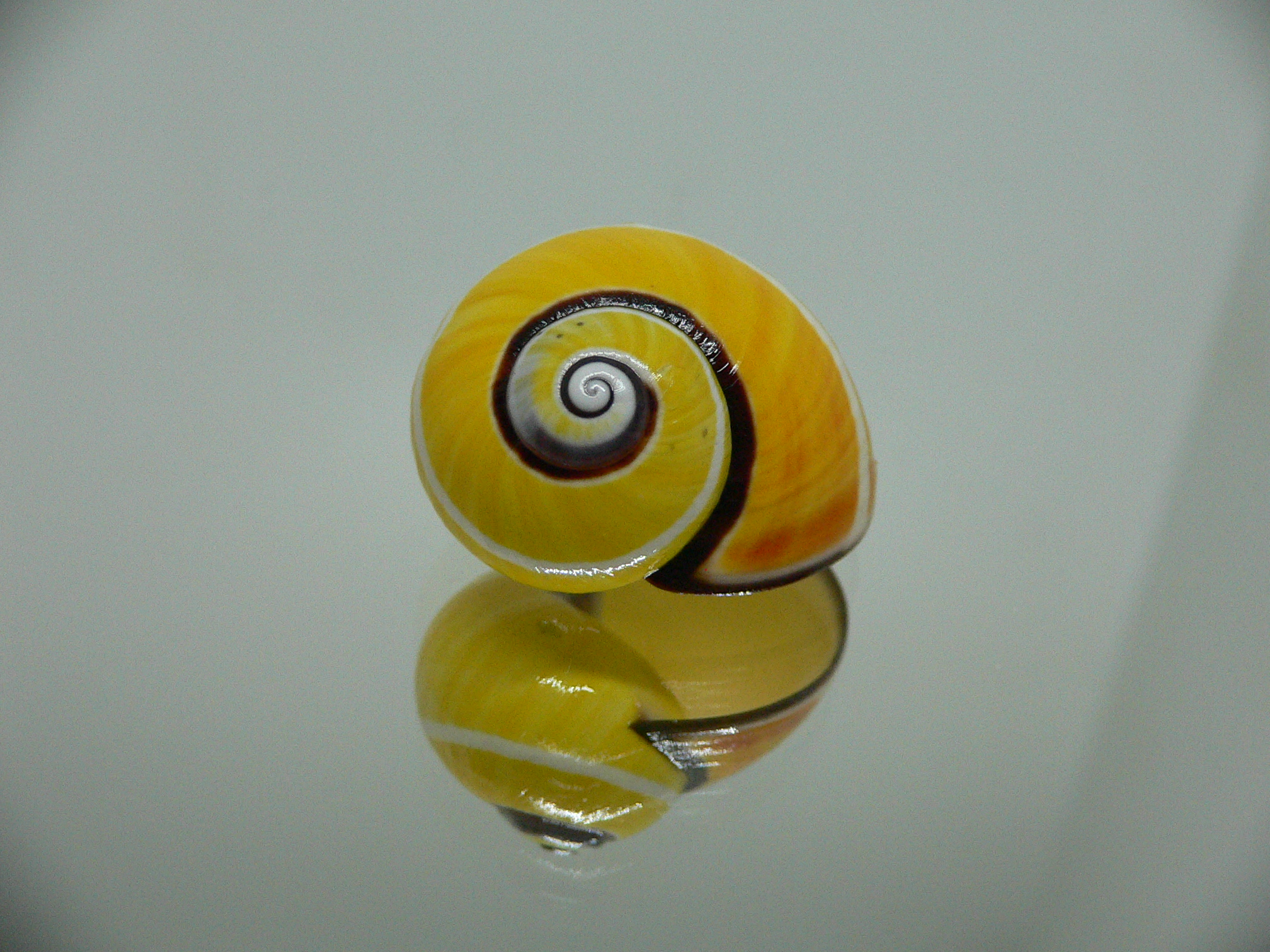 Polymita picta picta RARE & ENDEMIC & YELLOW