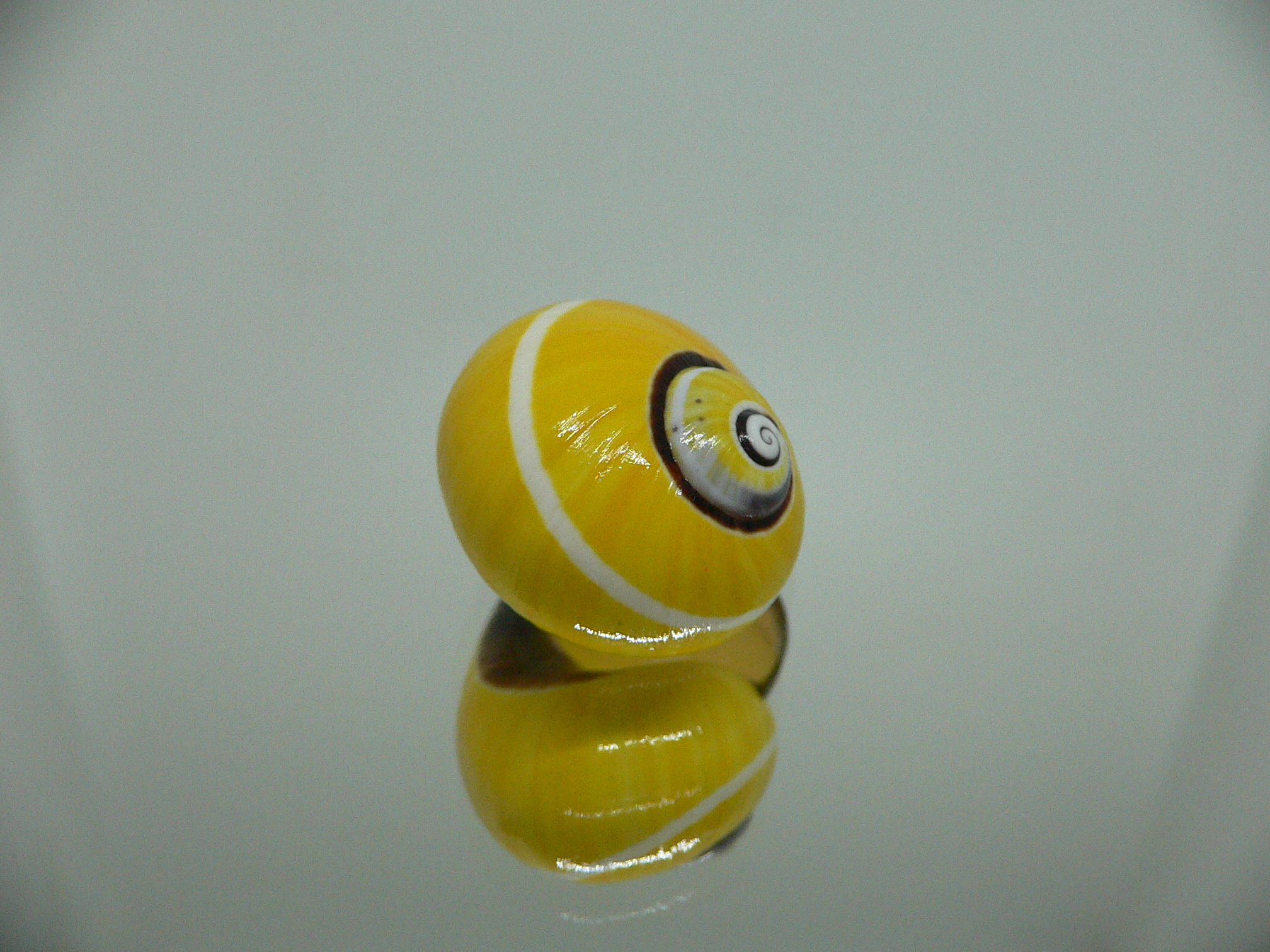 Polymita picta picta RARE & ENDEMIC & YELLOW