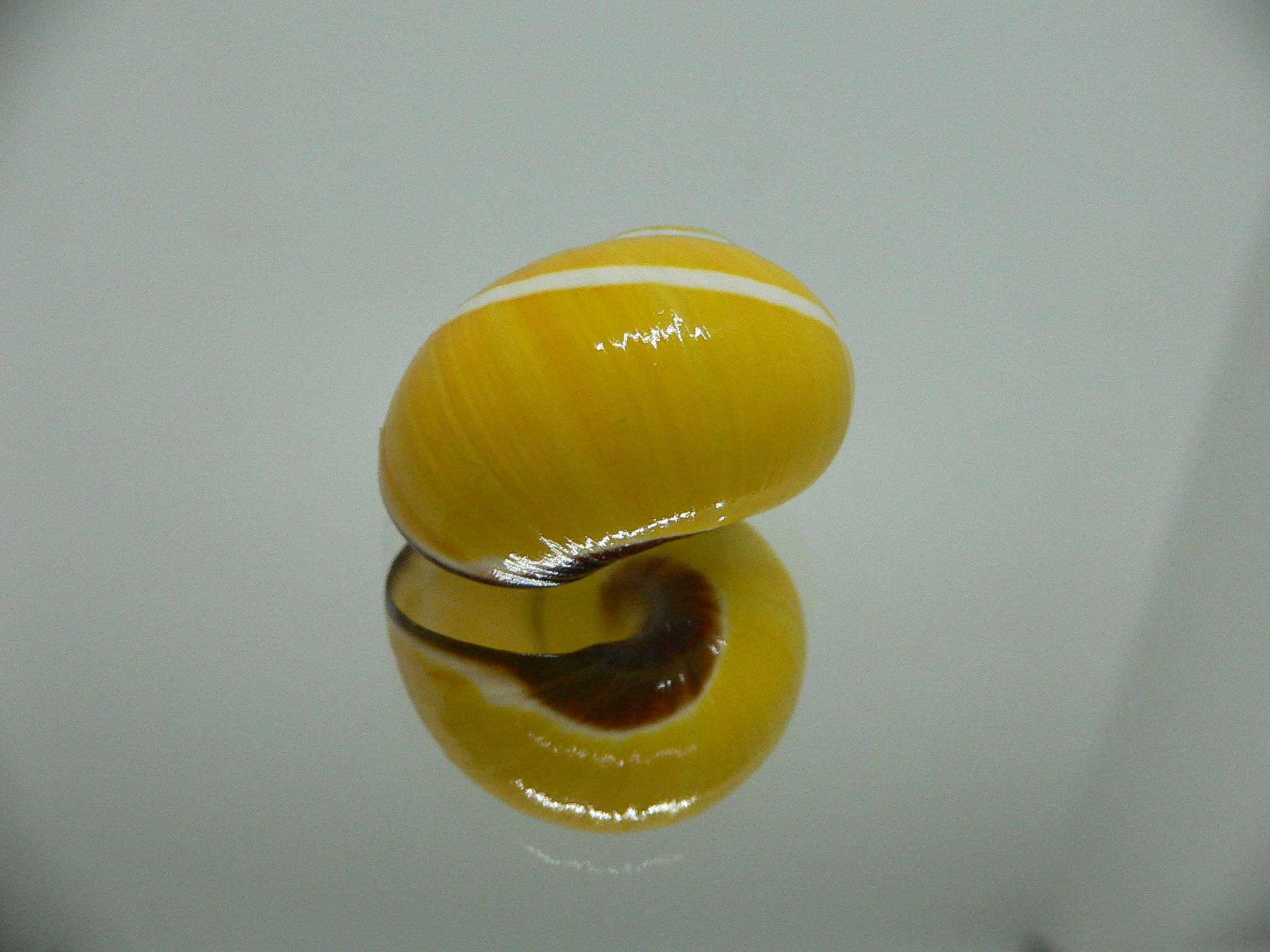 Polymita picta picta RARE & ENDEMIC & YELLOW