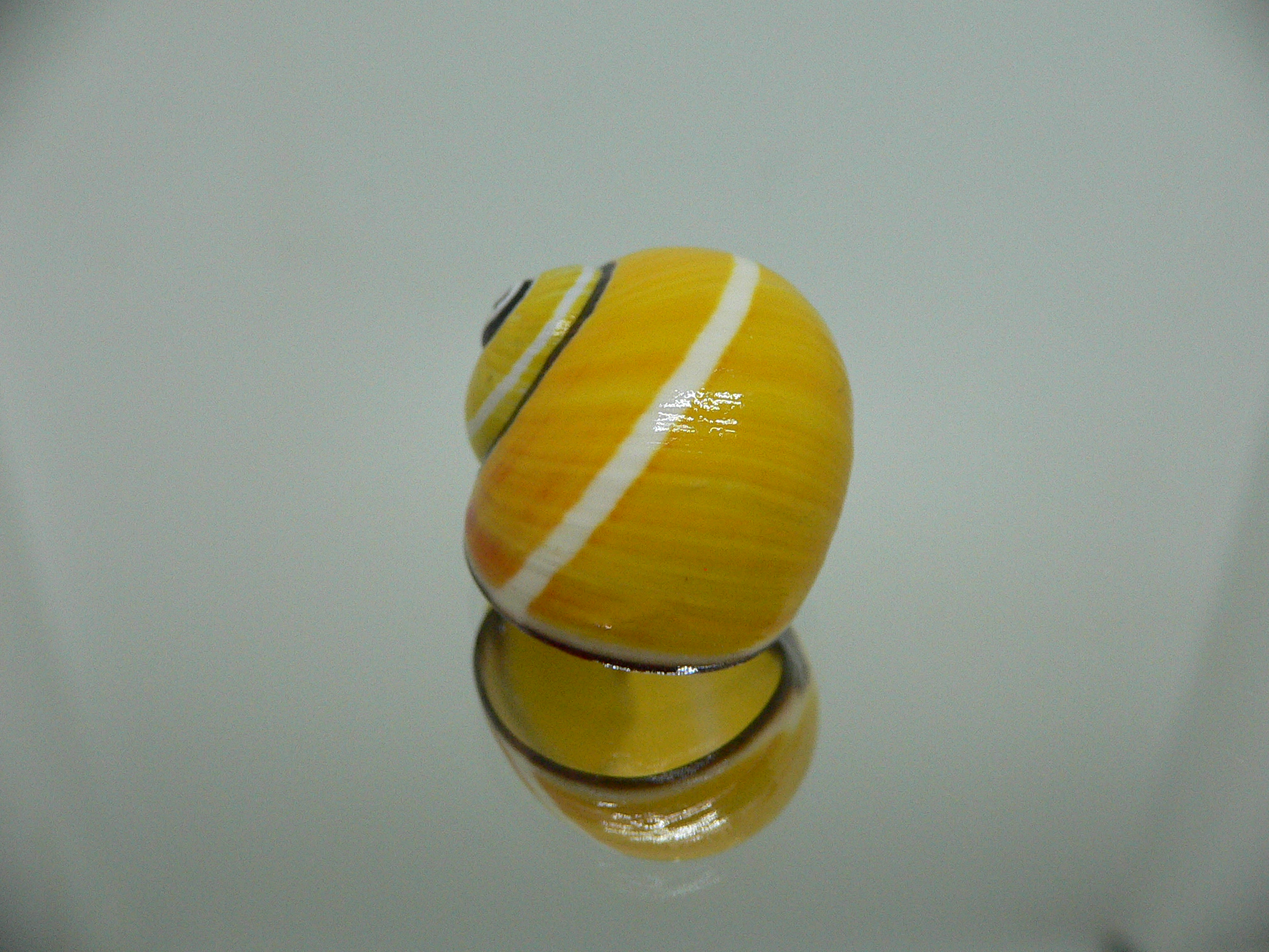 Polymita picta picta RARE & ENDEMIC & YELLOW