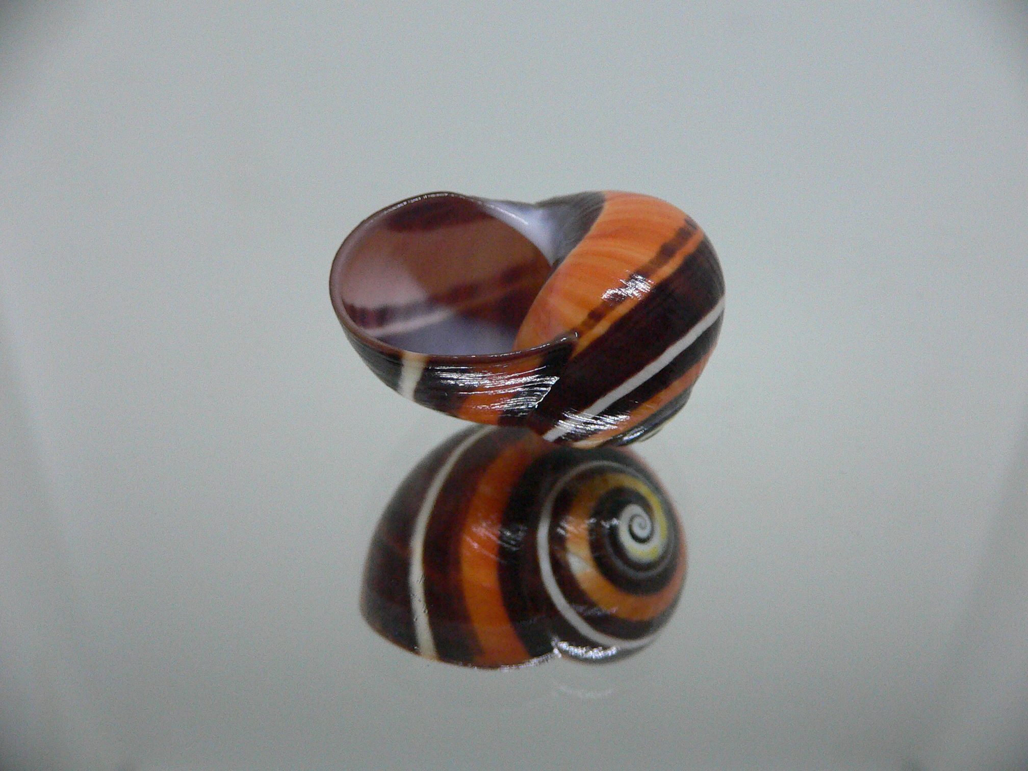 Polymita picta iolimbata RARE & ENDEMIC & STRIPES